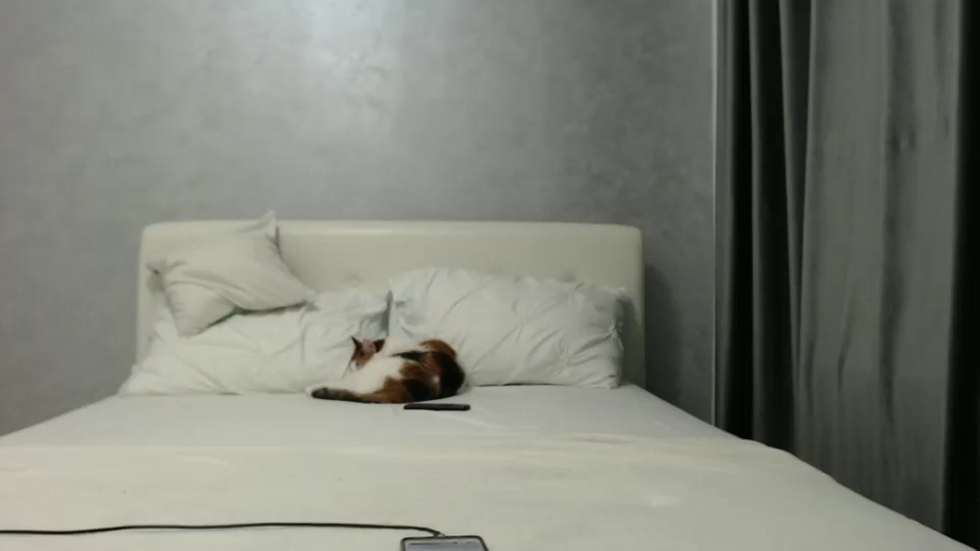 Gallery image thumbnail from Aahh_Emilia's myfreecams stream on, 11/06/2024, 17:17 image 17 of 20
