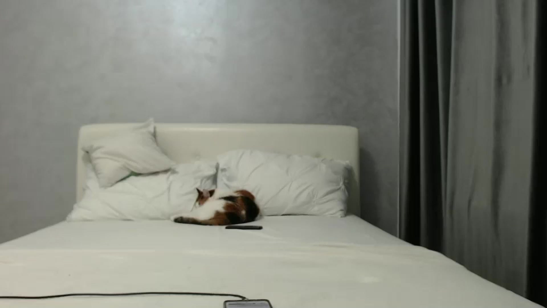 Gallery image thumbnail from Aahh_Emilia's myfreecams stream on, 11/06/2024, 17:17 image 18 of 20