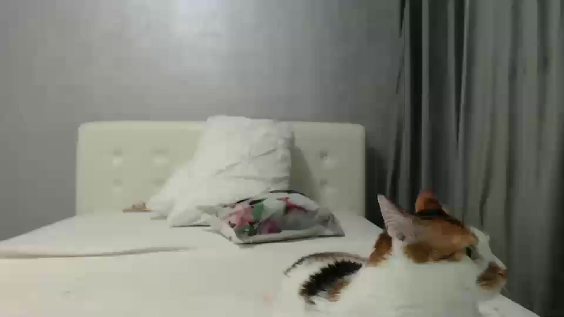 Gallery image thumbnail from Aahh_Emilia's myfreecams stream on, 11/21/2024, 19:08 image 11 of 20