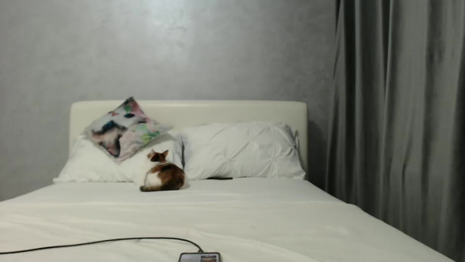 Gallery image thumbnail from Aahh_Emilia's myfreecams stream on, 11/22/2024, 17:38 image 13 of 20