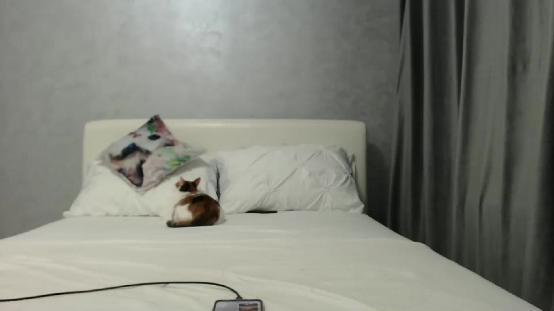 Gallery image thumbnail from Aahh_Emilia's myfreecams stream on, 11/22/2024, 17:38 image 12 of 20