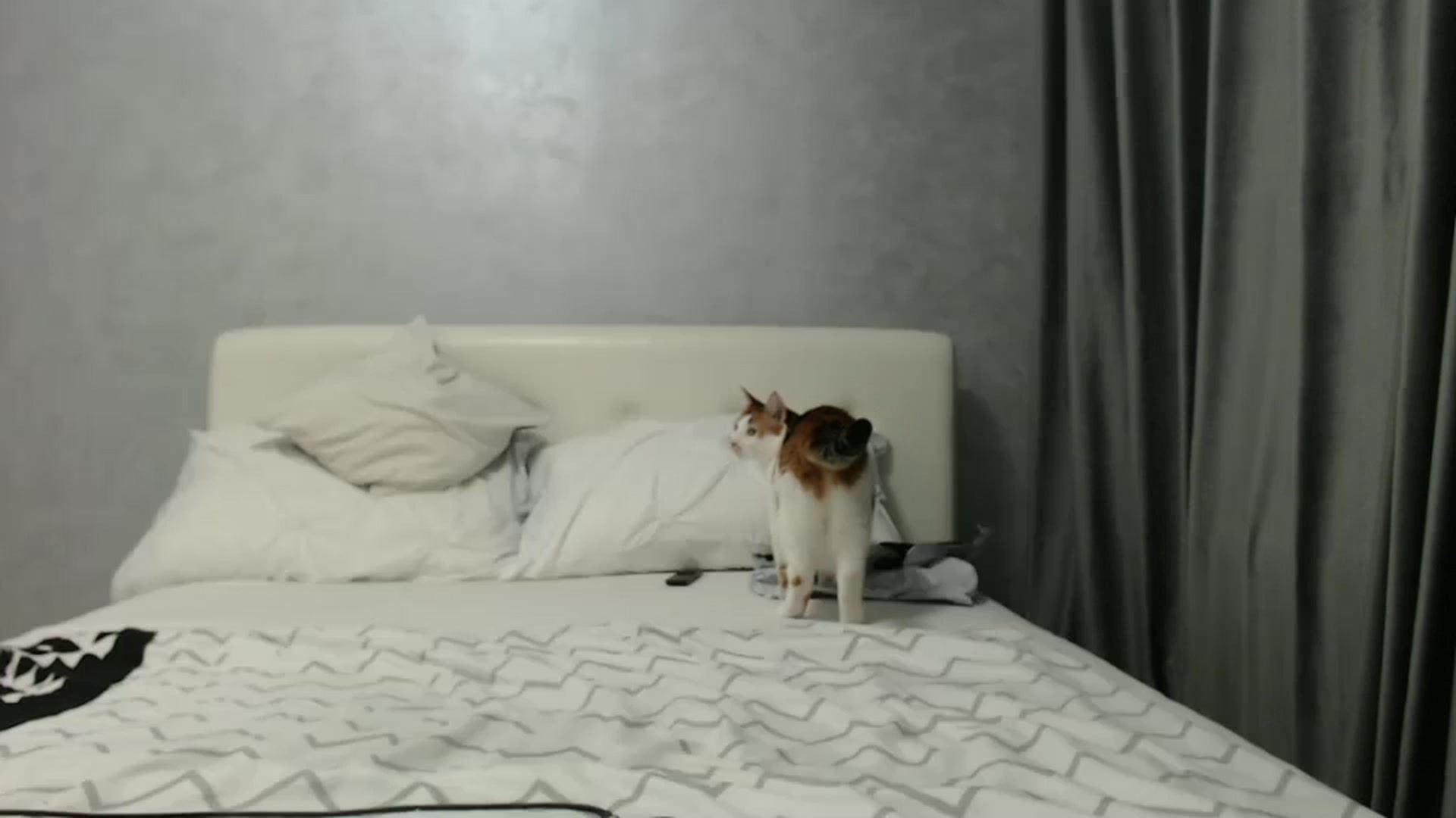 Gallery image thumbnail from Aahh_Emilia's myfreecams stream on, 11/29/2024, 17:43 image 20 of 20