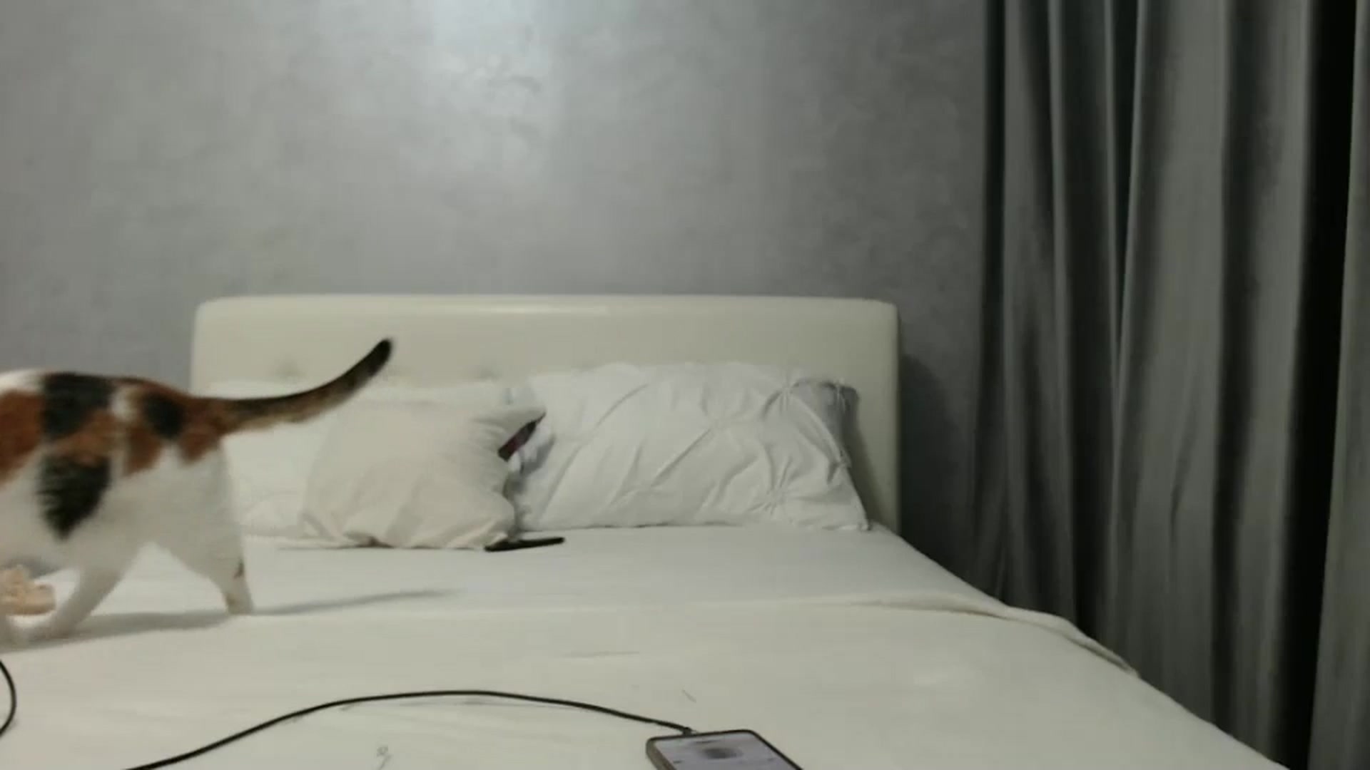 Gallery image thumbnail from Aahh_Emilia's myfreecams stream on, 12/02/2024, 17:52 image 13 of 20