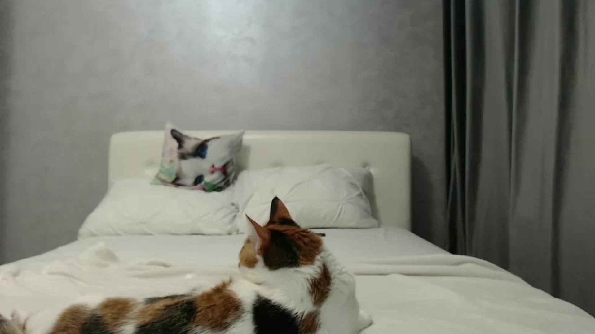 Gallery image thumbnail from Aahh_Emilia's myfreecams stream on, 12/22/2024, 18:09 image 2 of 20