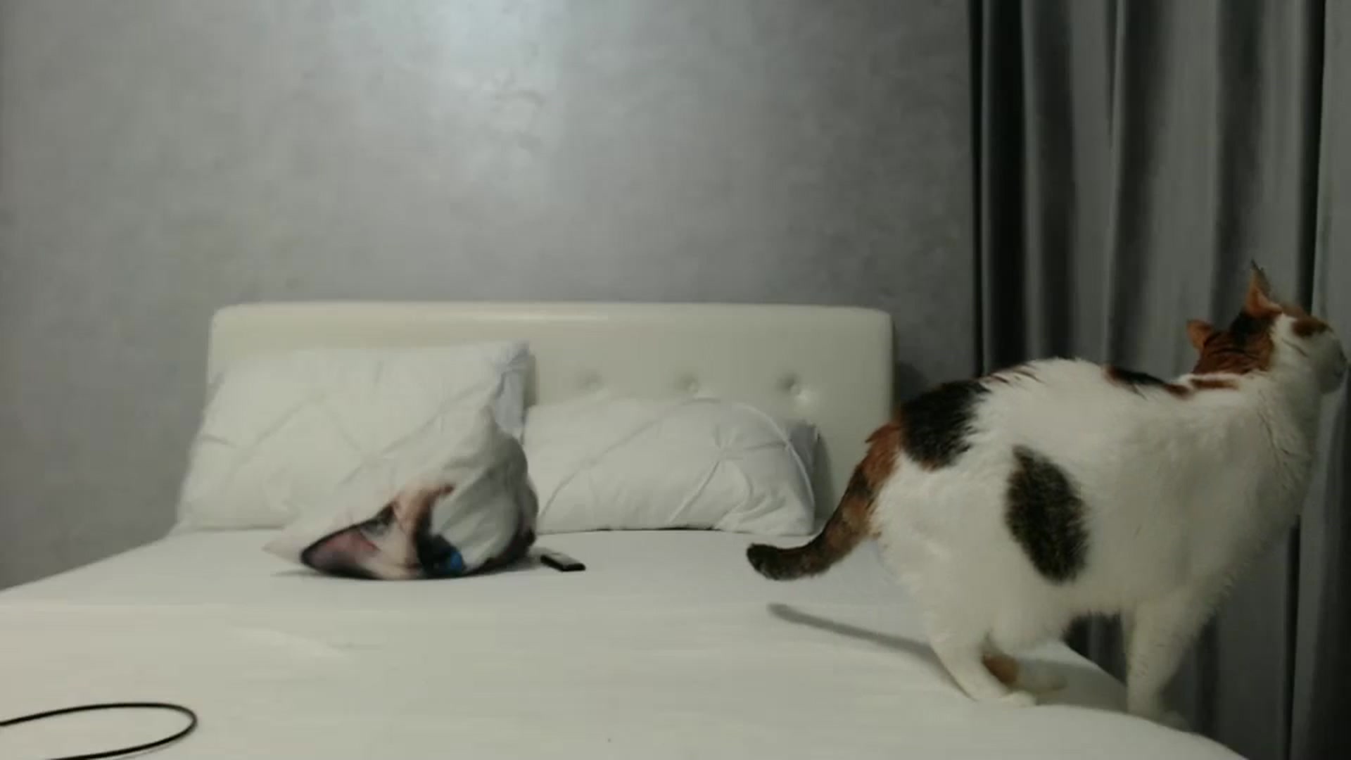 Gallery image thumbnail from Aahh_Emilia's myfreecams stream on, 12/23/2024, 17:51 image 18 of 20