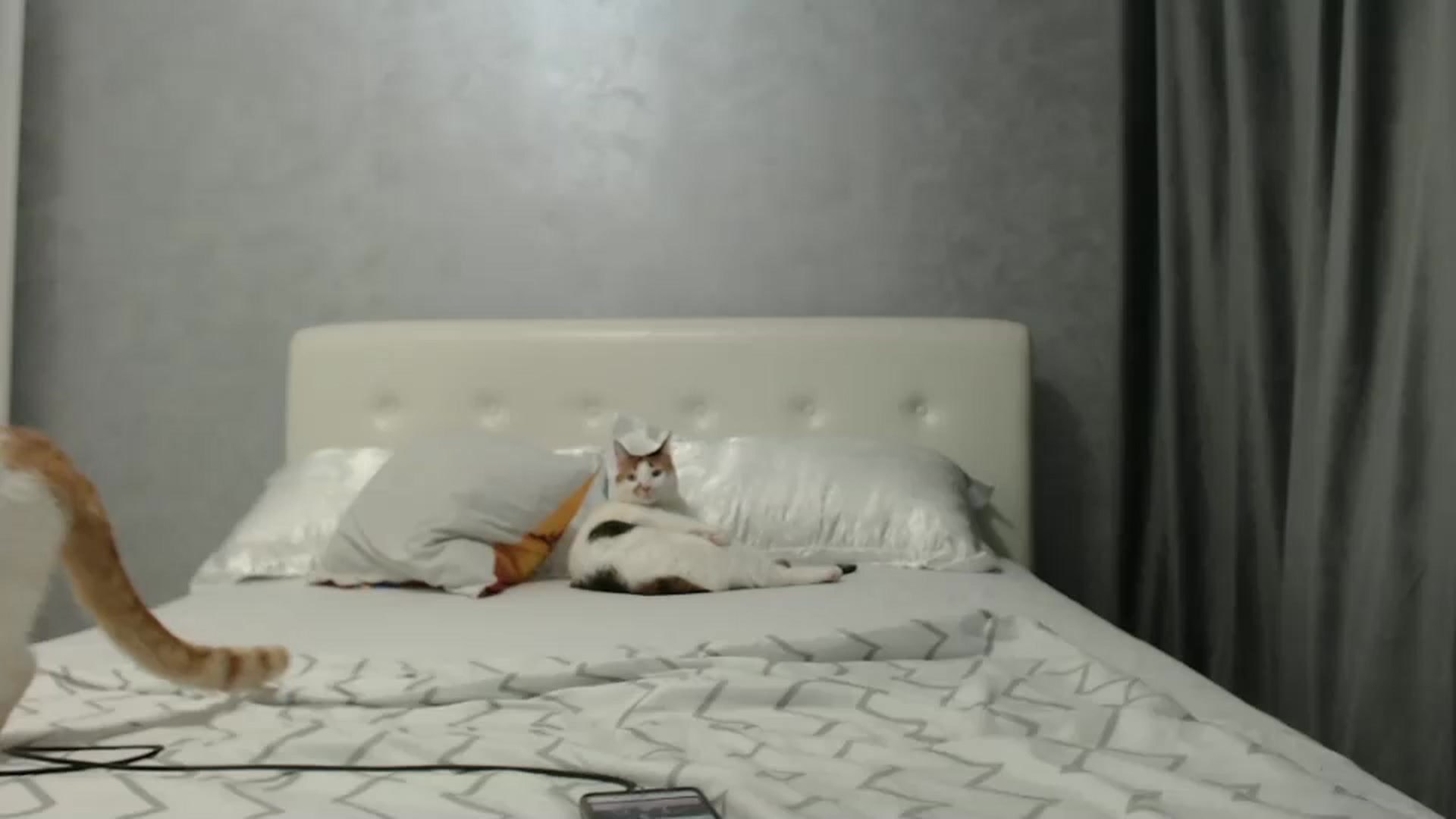 Gallery image thumbnail from Aahh_Emilia's myfreecams stream on, 01/03/2025, 18:19 image 7 of 20