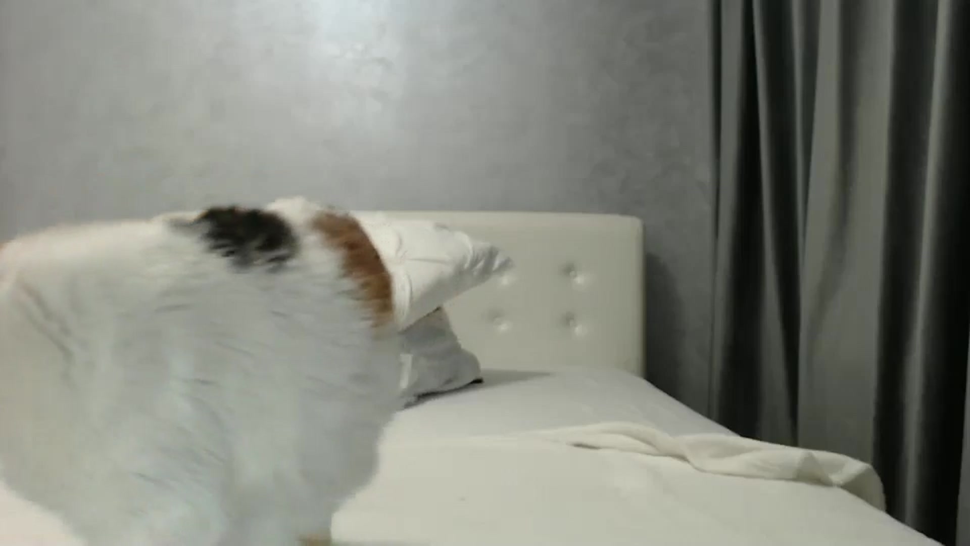 Gallery image thumbnail from Aahh_Emilia's myfreecams stream on, 01/22/2025, 19:20 image 15 of 20