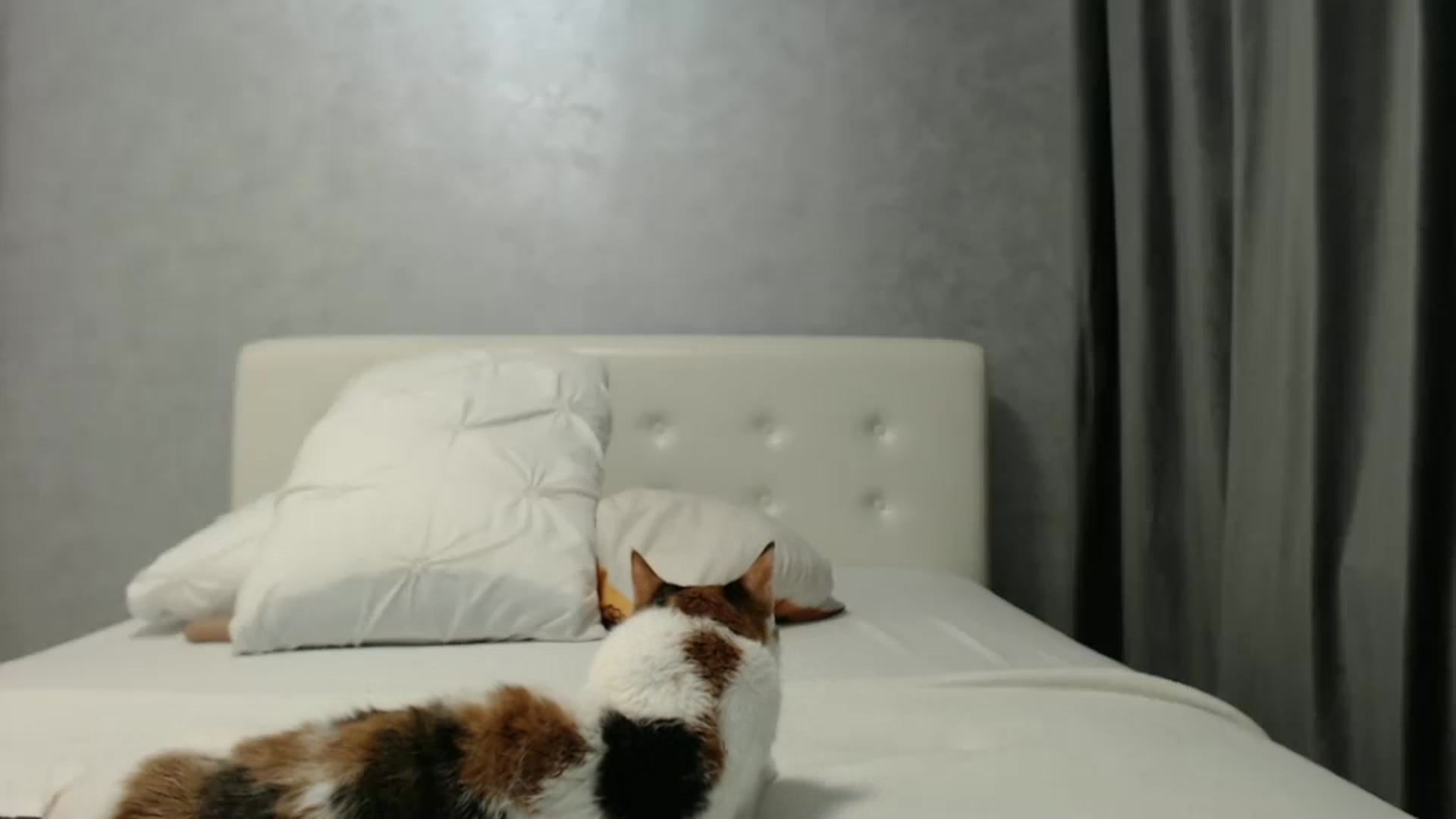 Gallery image thumbnail from Aahh_Emilia's myfreecams stream on, 01/28/2025, 19:00 image 15 of 20