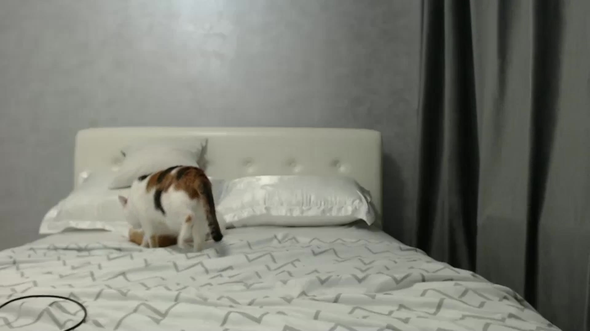 Gallery image thumbnail from Aahh_Emilia's myfreecams stream on, 01/29/2025, 17:27 image 17 of 20