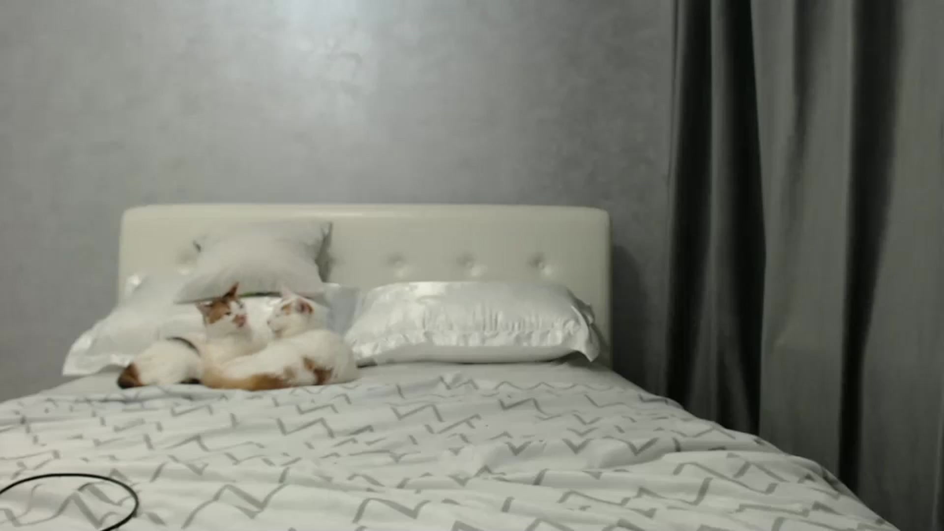 Gallery image thumbnail from Aahh_Emilia's myfreecams stream on, 01/29/2025, 17:27 image 18 of 20