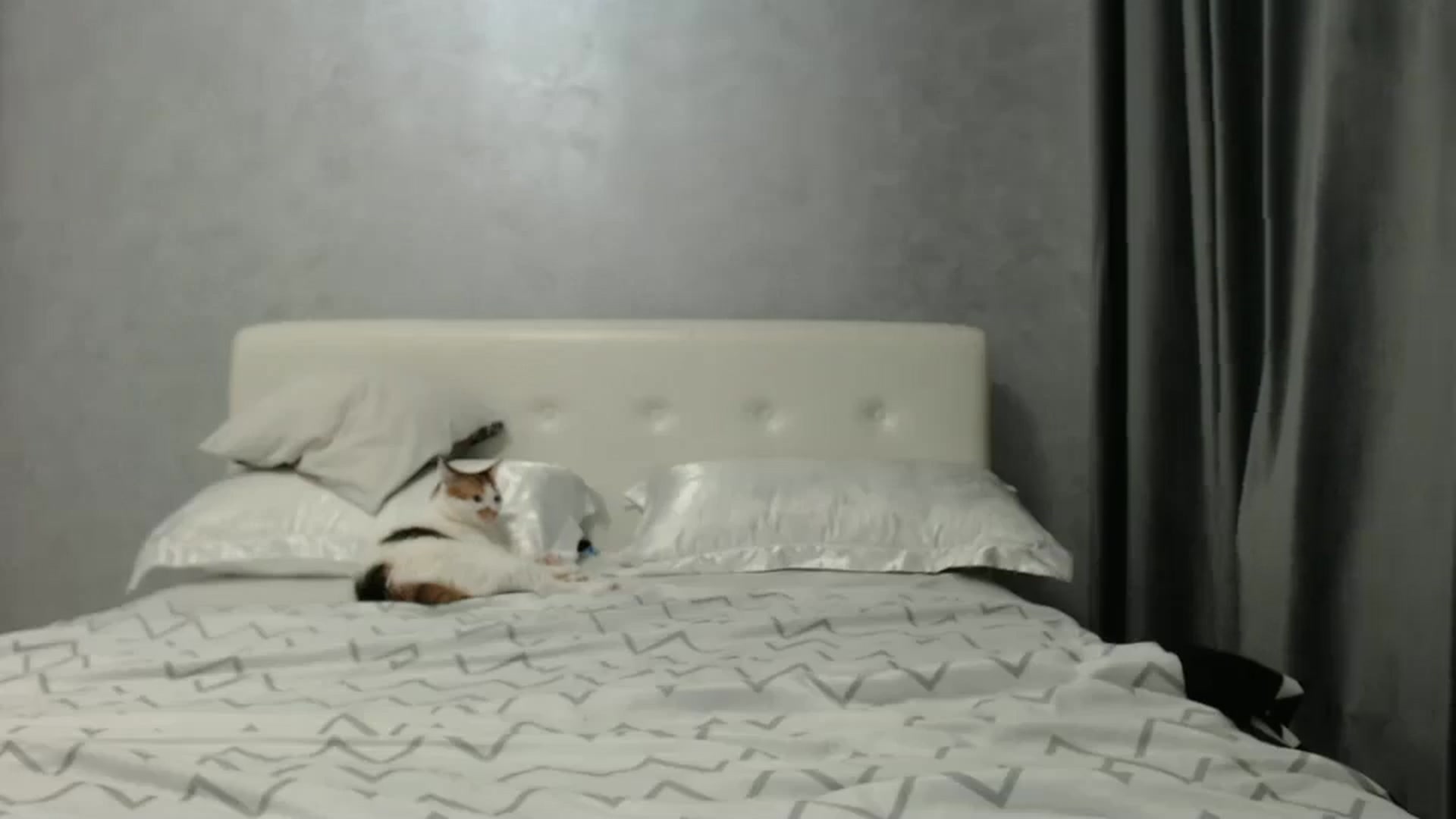 Gallery image thumbnail from Aahh_Emilia's myfreecams stream on, 02/01/2025, 17:24 image 18 of 20