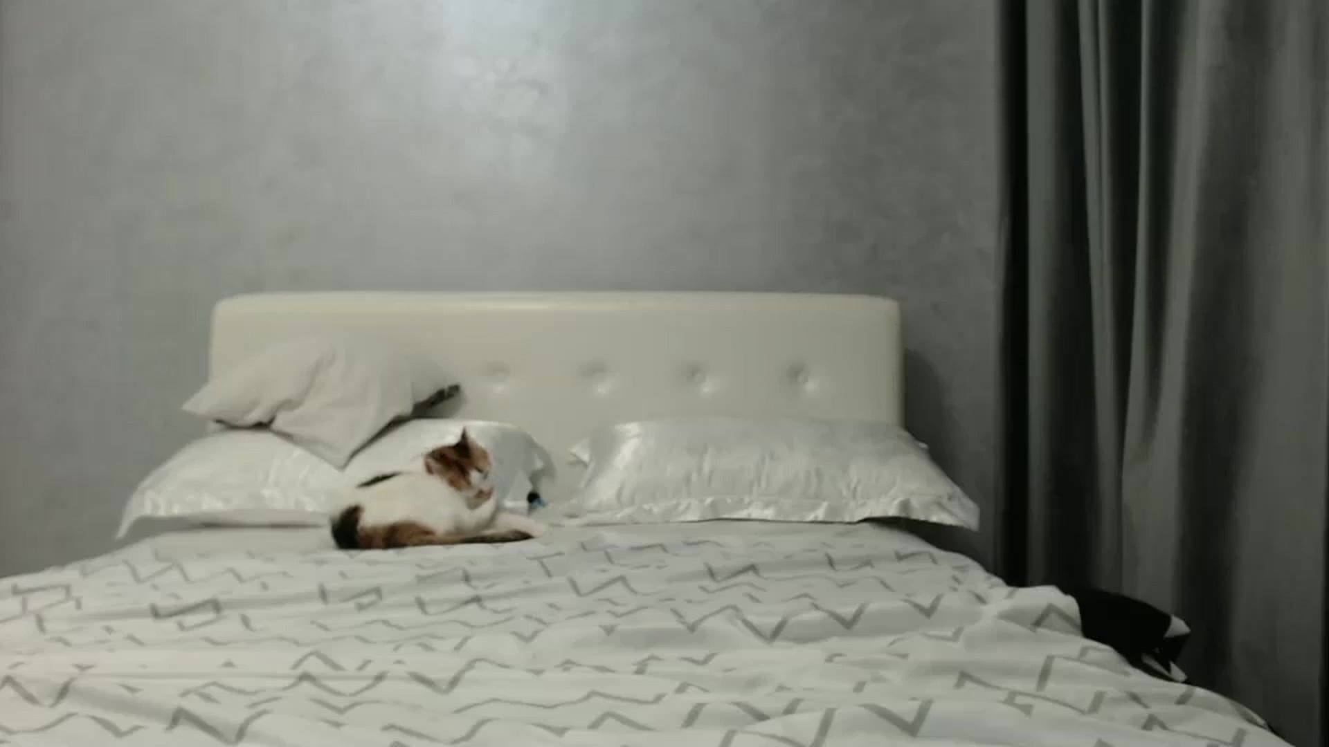 Gallery image thumbnail from Aahh_Emilia's myfreecams stream on, 02/01/2025, 17:24 image 17 of 20