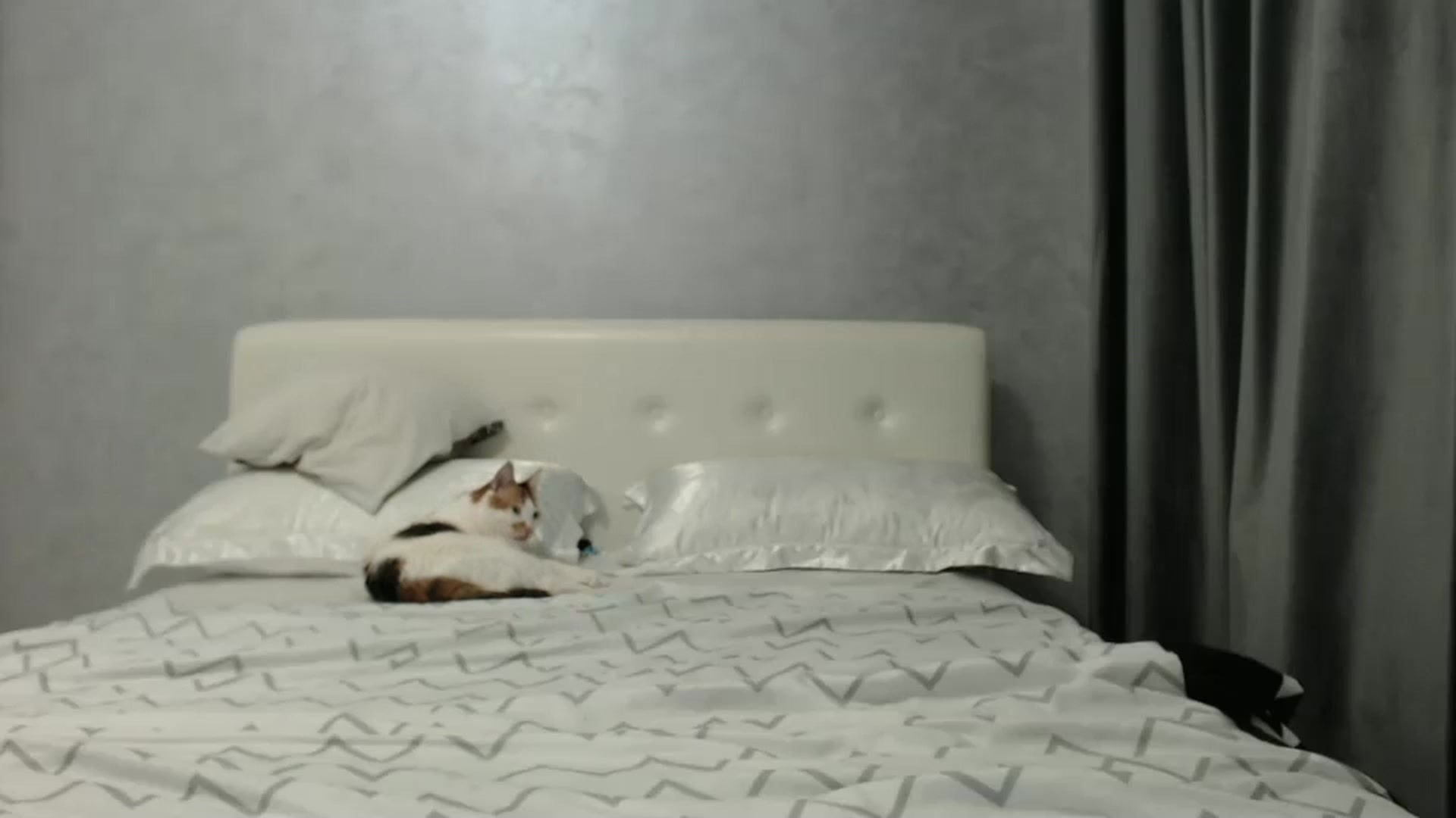 Gallery image thumbnail from Aahh_Emilia's myfreecams stream on, 02/01/2025, 17:24 image 16 of 20