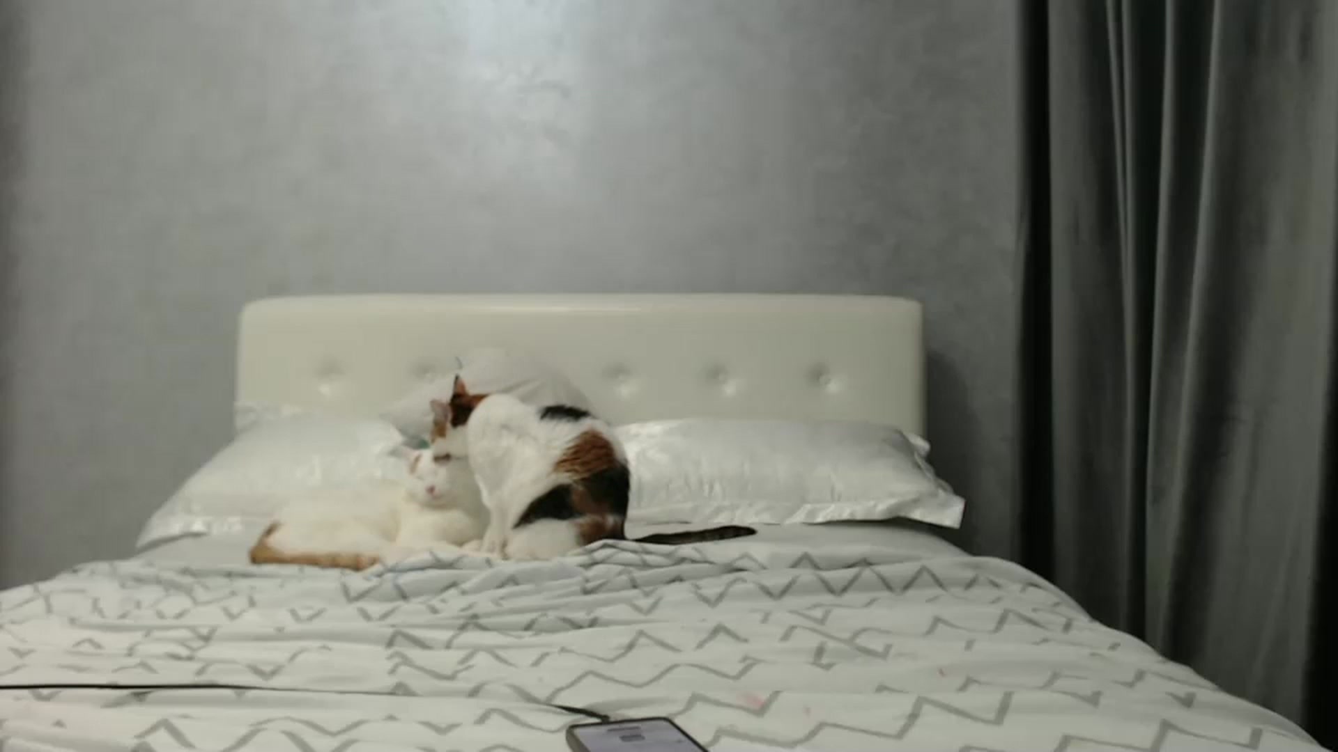 Gallery image thumbnail from Aahh_Emilia's myfreecams stream on, 02/03/2025, 17:37 image 14 of 20
