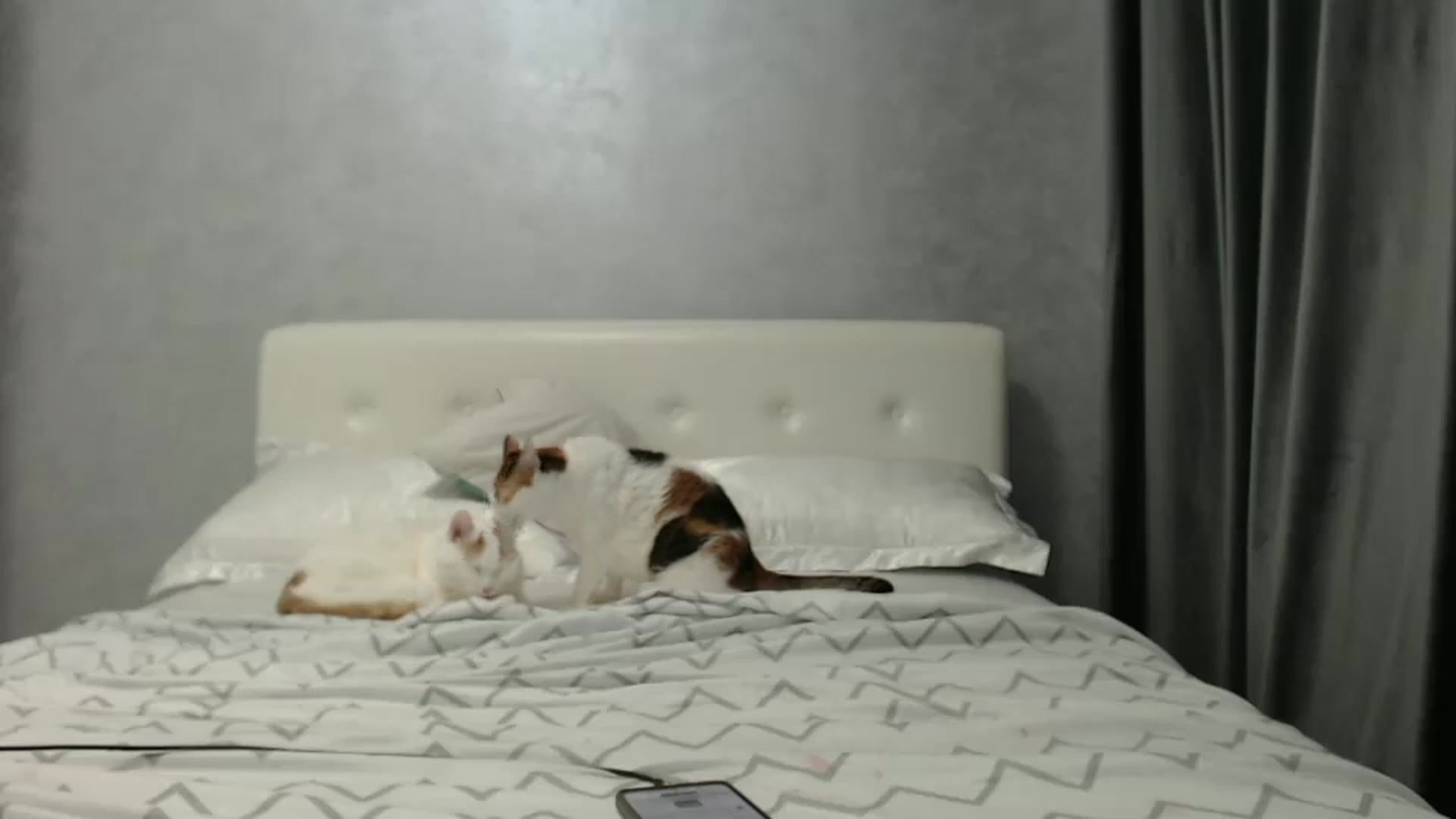 Gallery image thumbnail from Aahh_Emilia's myfreecams stream on, 02/03/2025, 17:37 image 13 of 20