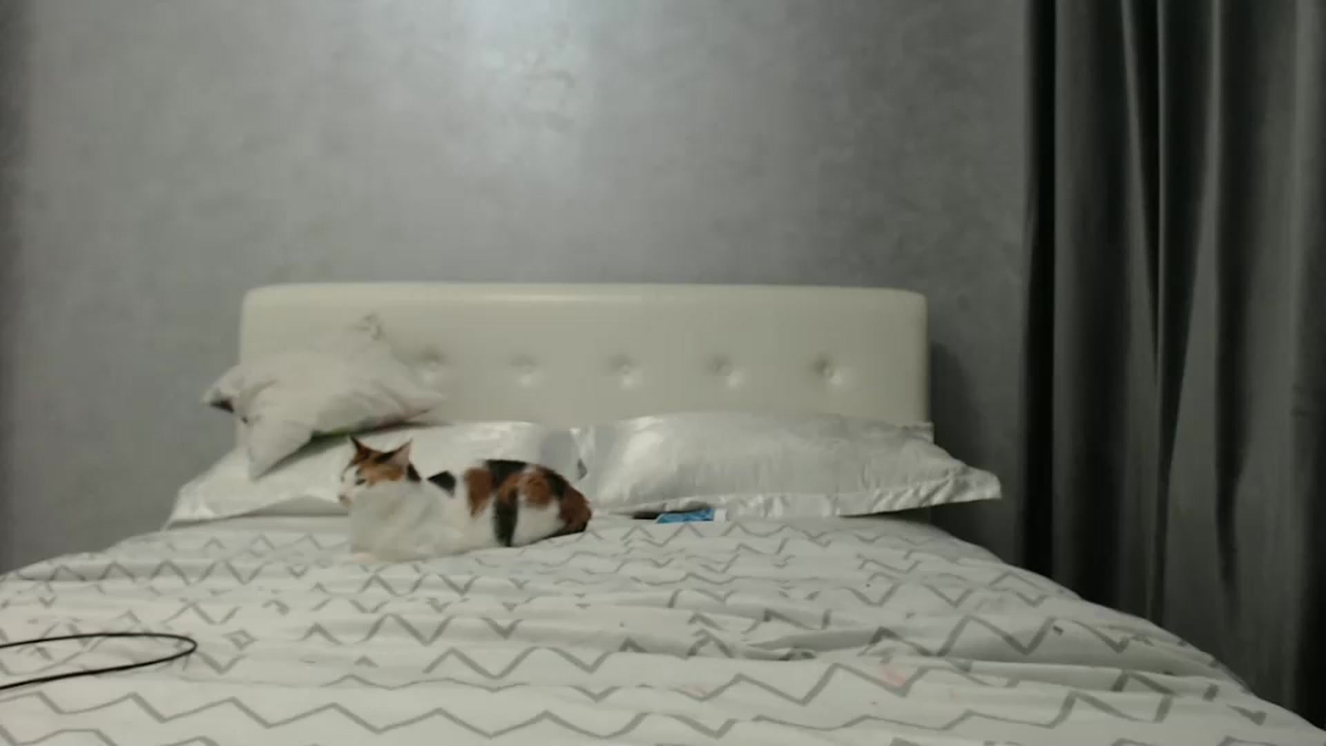 Gallery image thumbnail from Aahh_Emilia's myfreecams stream on, 02/07/2025, 17:18 image 4 of 20