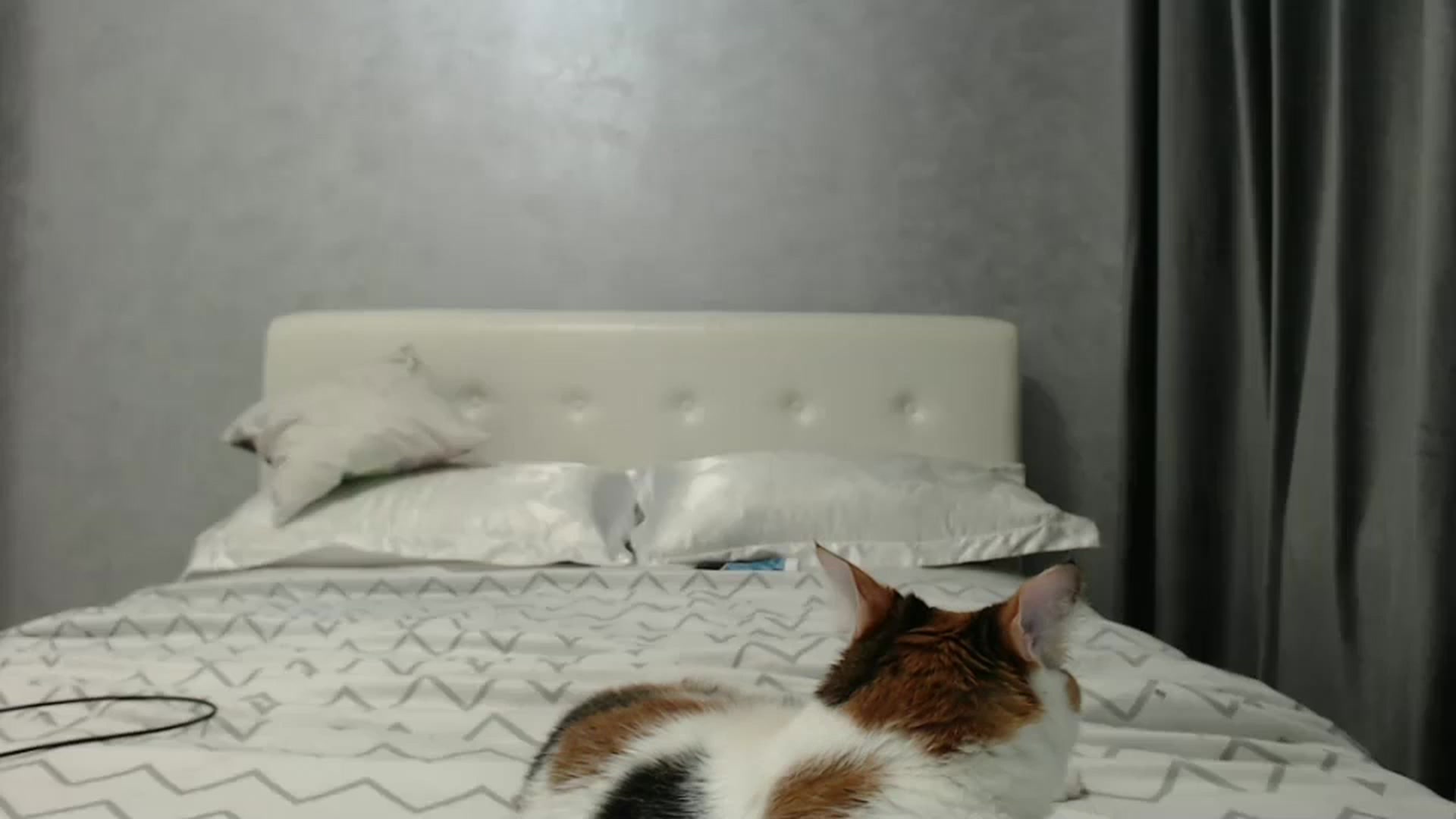 Gallery image thumbnail from Aahh_Emilia's myfreecams stream on, 02/07/2025, 17:18 image 1 of 20