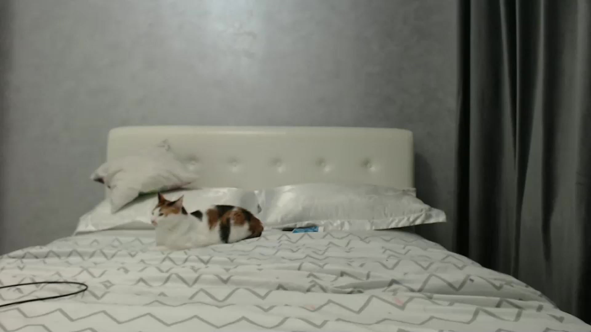 Gallery image thumbnail from Aahh_Emilia's myfreecams stream on, 02/07/2025, 17:18 image 5 of 20