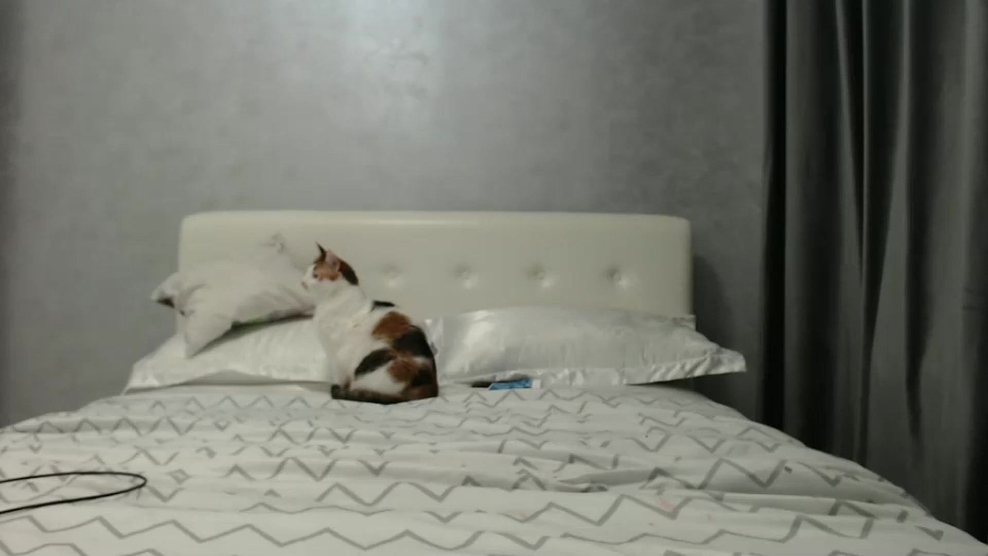 Gallery image thumbnail from Aahh_Emilia's myfreecams stream on, 02/07/2025, 17:18 image 3 of 20