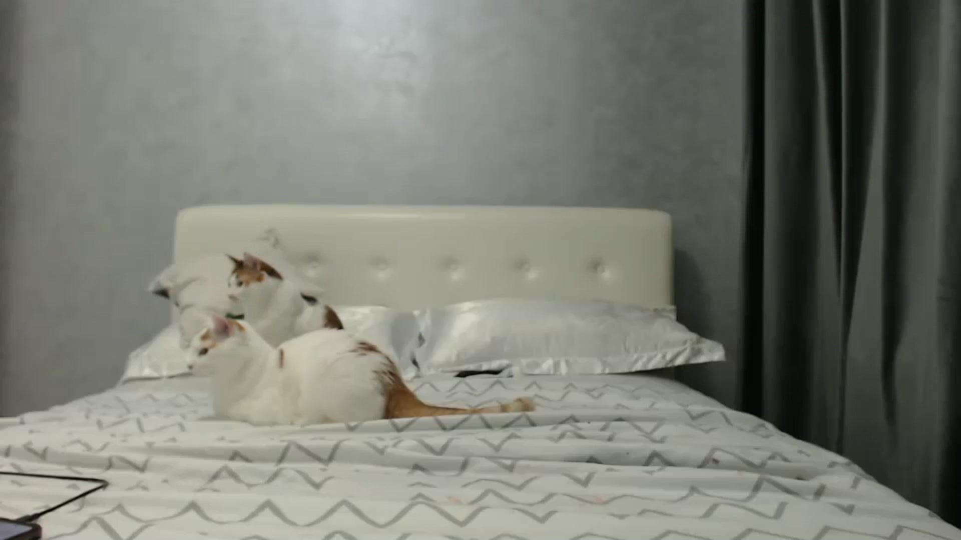 Gallery image thumbnail from Aahh_Emilia's myfreecams stream on, 02/07/2025, 17:18 image 8 of 20