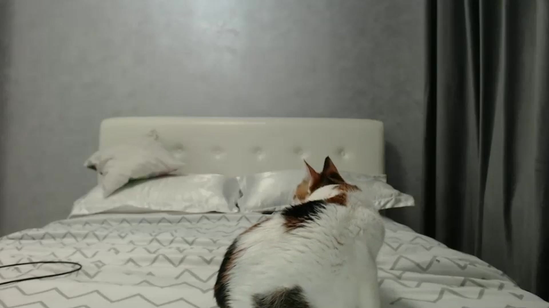 Gallery image thumbnail from Aahh_Emilia's myfreecams stream on, 02/07/2025, 17:18 image 2 of 20