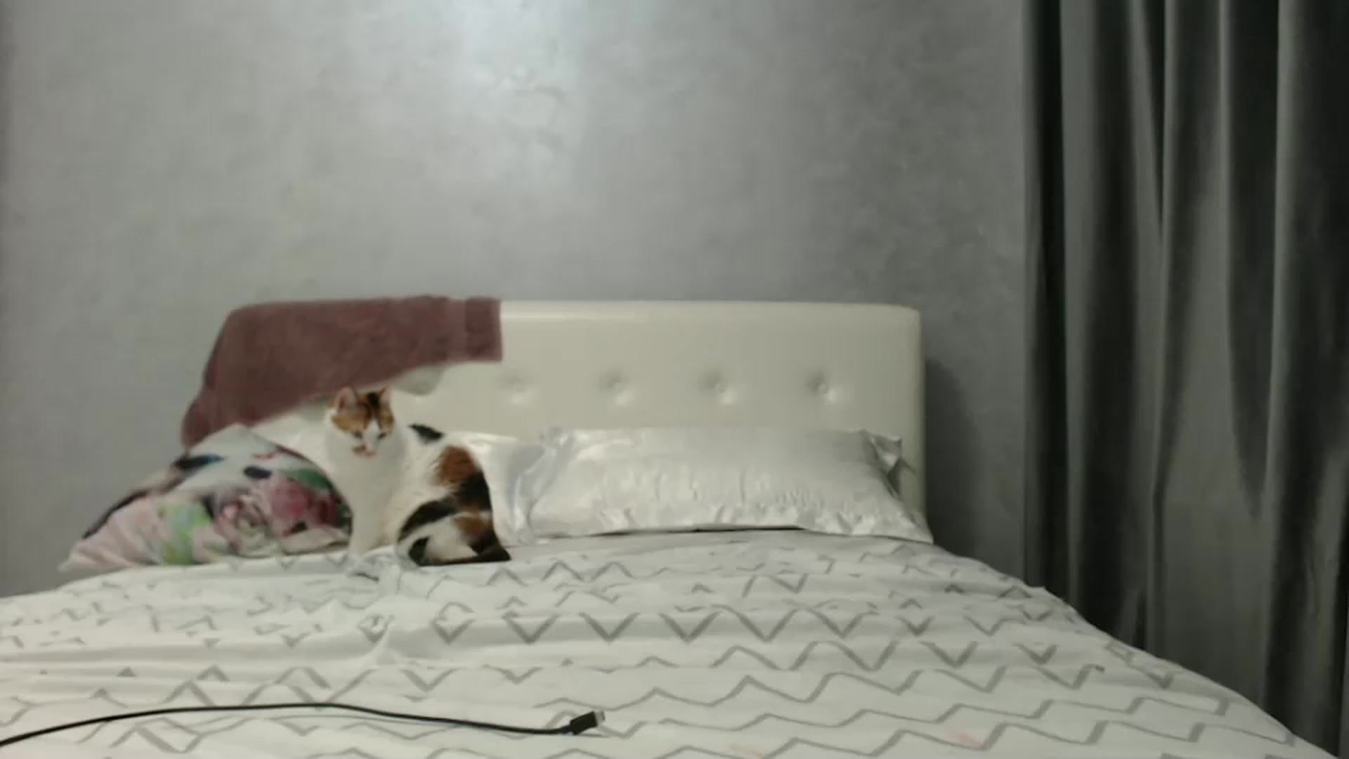 Gallery image thumbnail from Aahh_Emilia's myfreecams stream on, 02/08/2025, 17:29 image 16 of 20