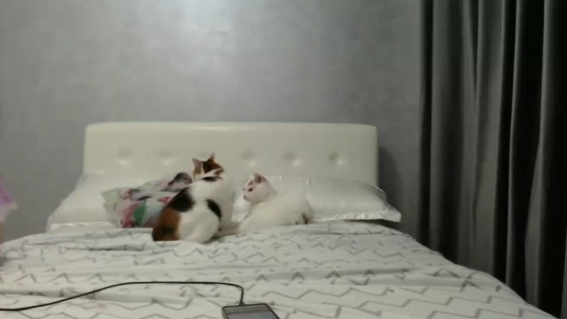 Gallery image thumbnail from Aahh_Emilia's myfreecams stream on, 02/11/2025, 17:45 image 14 of 20