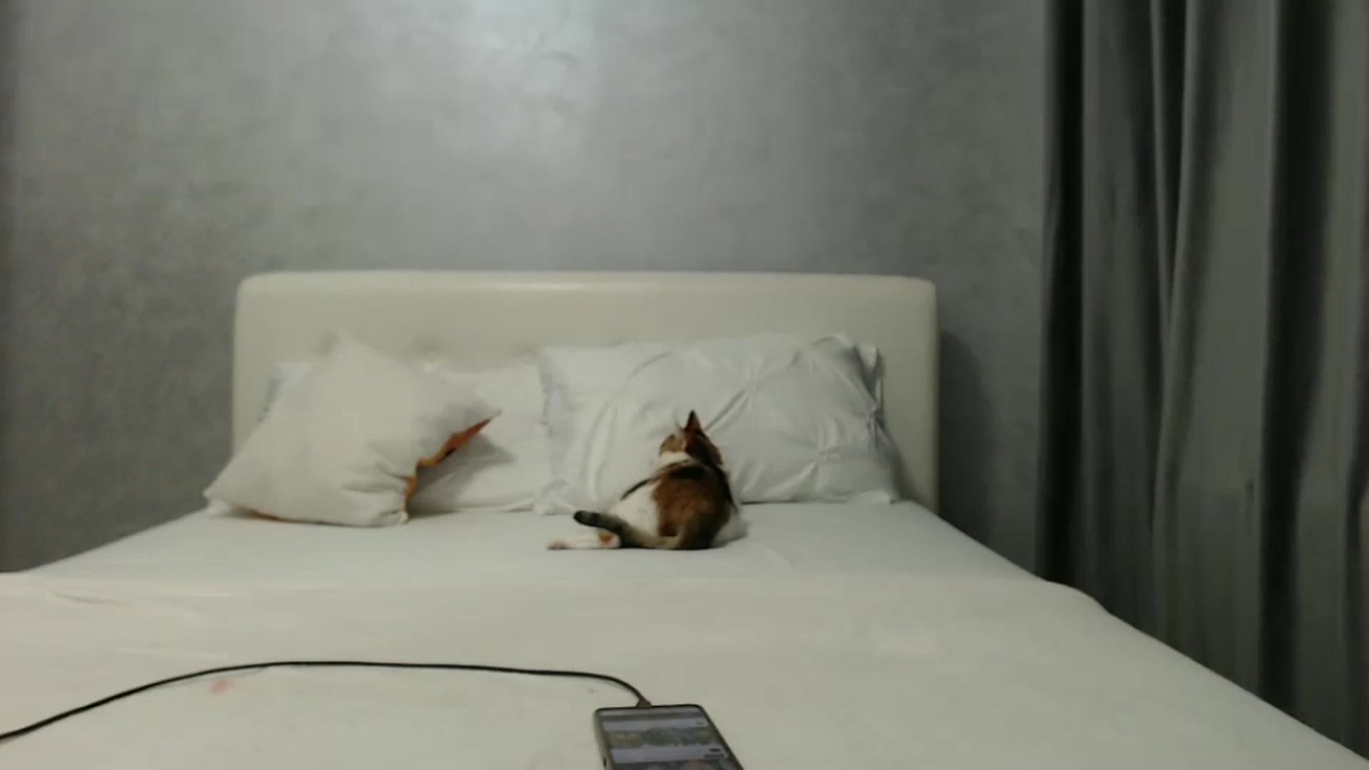Gallery image thumbnail from Aahh_Emilia's myfreecams stream on, 02/14/2025, 17:39 image 13 of 20