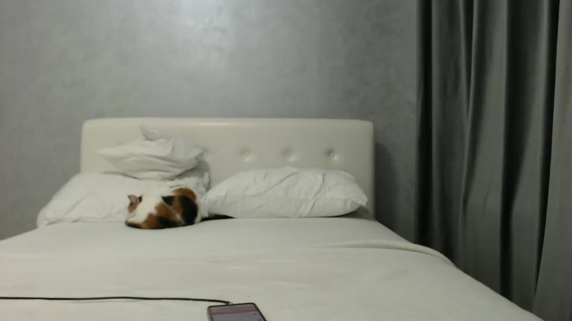 Gallery image thumbnail from Aahh_Emilia's myfreecams stream on, 02/18/2025, 17:58 image 20 of 20