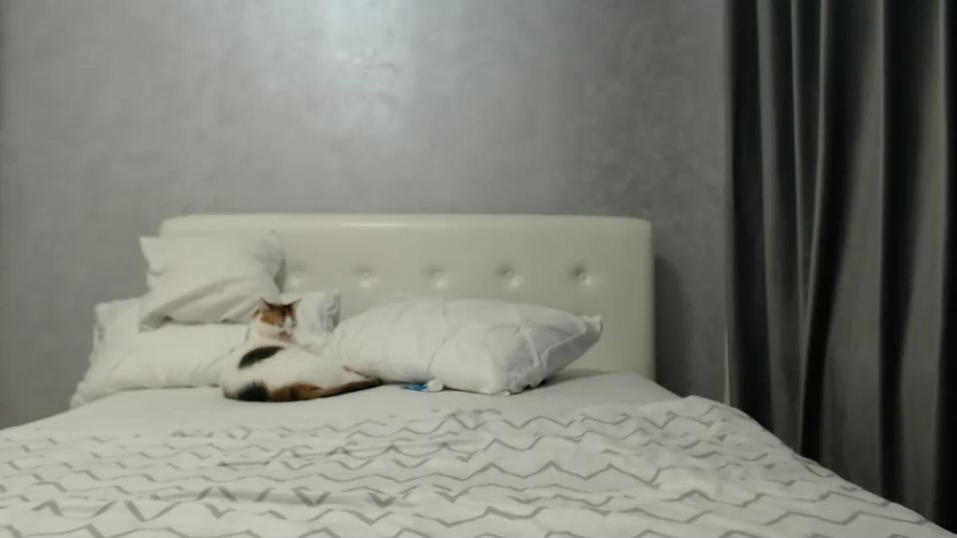 Gallery image thumbnail from Aahh_Emilia's myfreecams stream on, 02/22/2025, 17:37 image 13 of 20