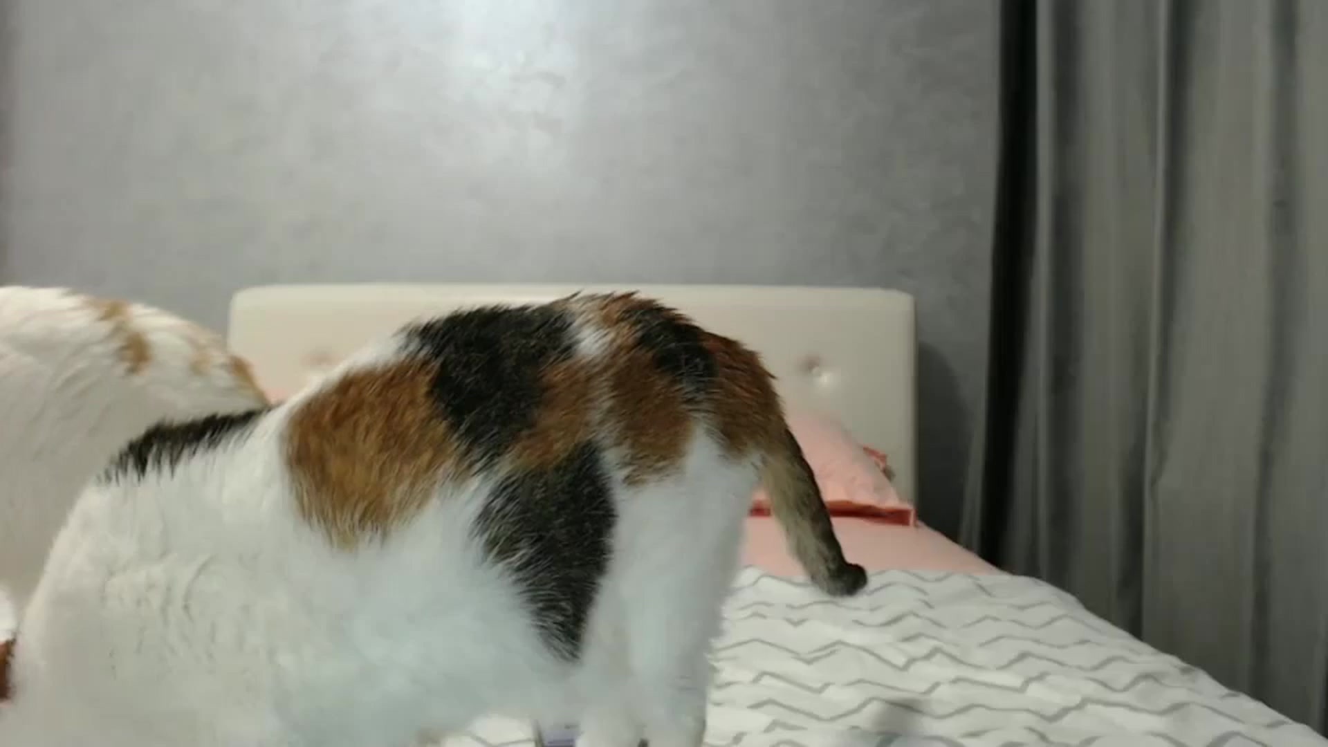 Gallery image thumbnail from Aahh_Emilia's myfreecams stream on, 02/25/2025, 17:31 image 14 of 20