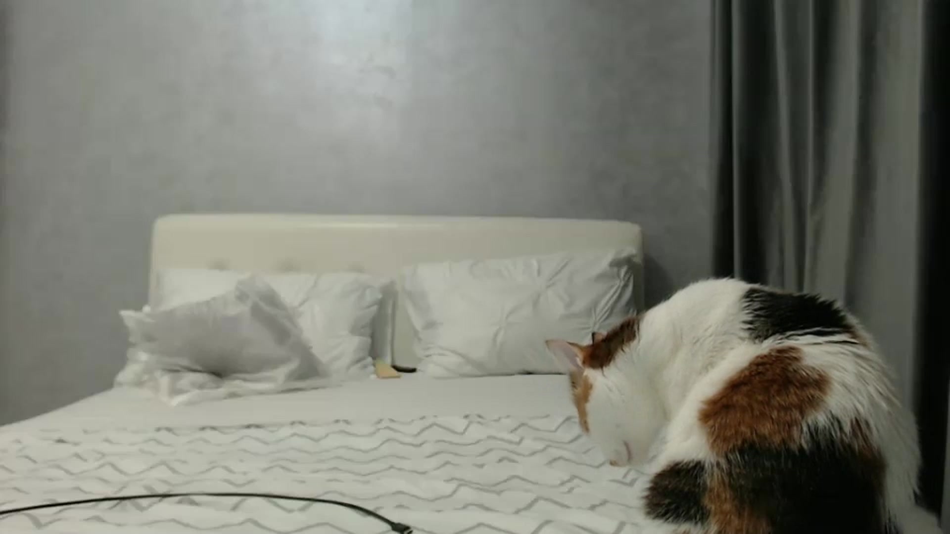 Gallery image thumbnail from Aahh_Emilia's myfreecams stream on, 03/09/2025, 16:44 image 15 of 20