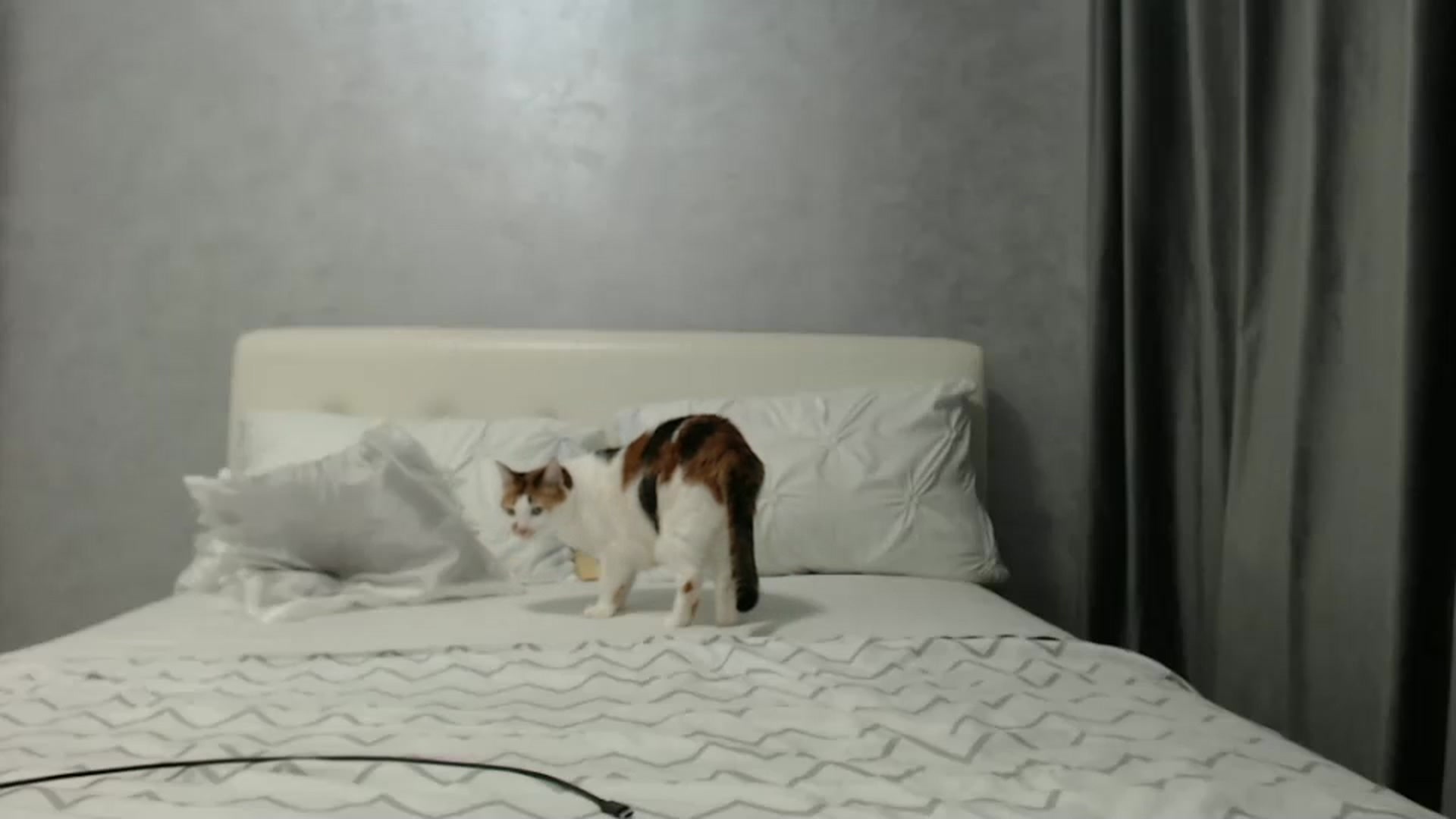 Gallery image thumbnail from Aahh_Emilia's myfreecams stream on, 03/09/2025, 16:44 image 16 of 20