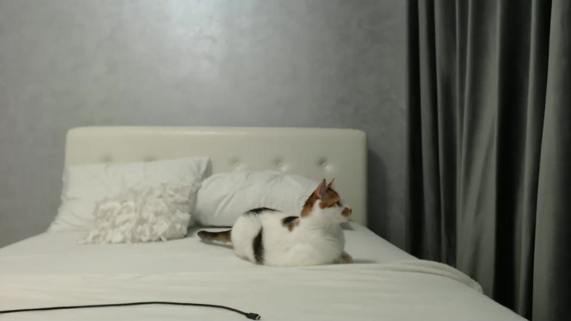 Gallery image thumbnail from Aahh_Emilia's myfreecams stream on, 03/14/2025, 16:58 image 17 of 20
