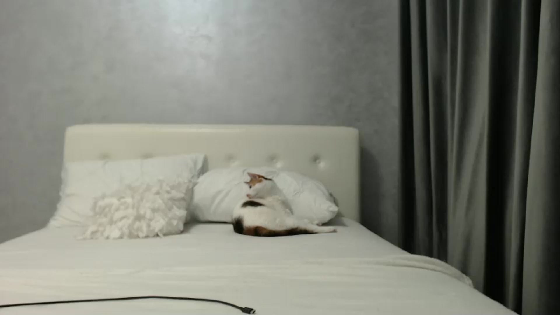 Gallery image thumbnail from Aahh_Emilia's myfreecams stream on, 03/14/2025, 16:58 image 16 of 20