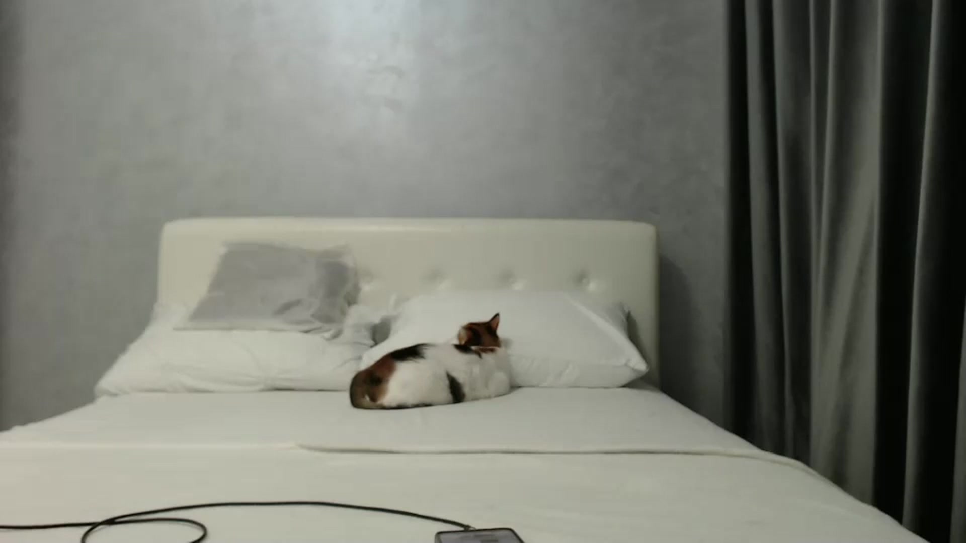 Gallery image thumbnail from Aahh_Emilia's myfreecams stream on, 03/15/2025, 16:10 image 18 of 20