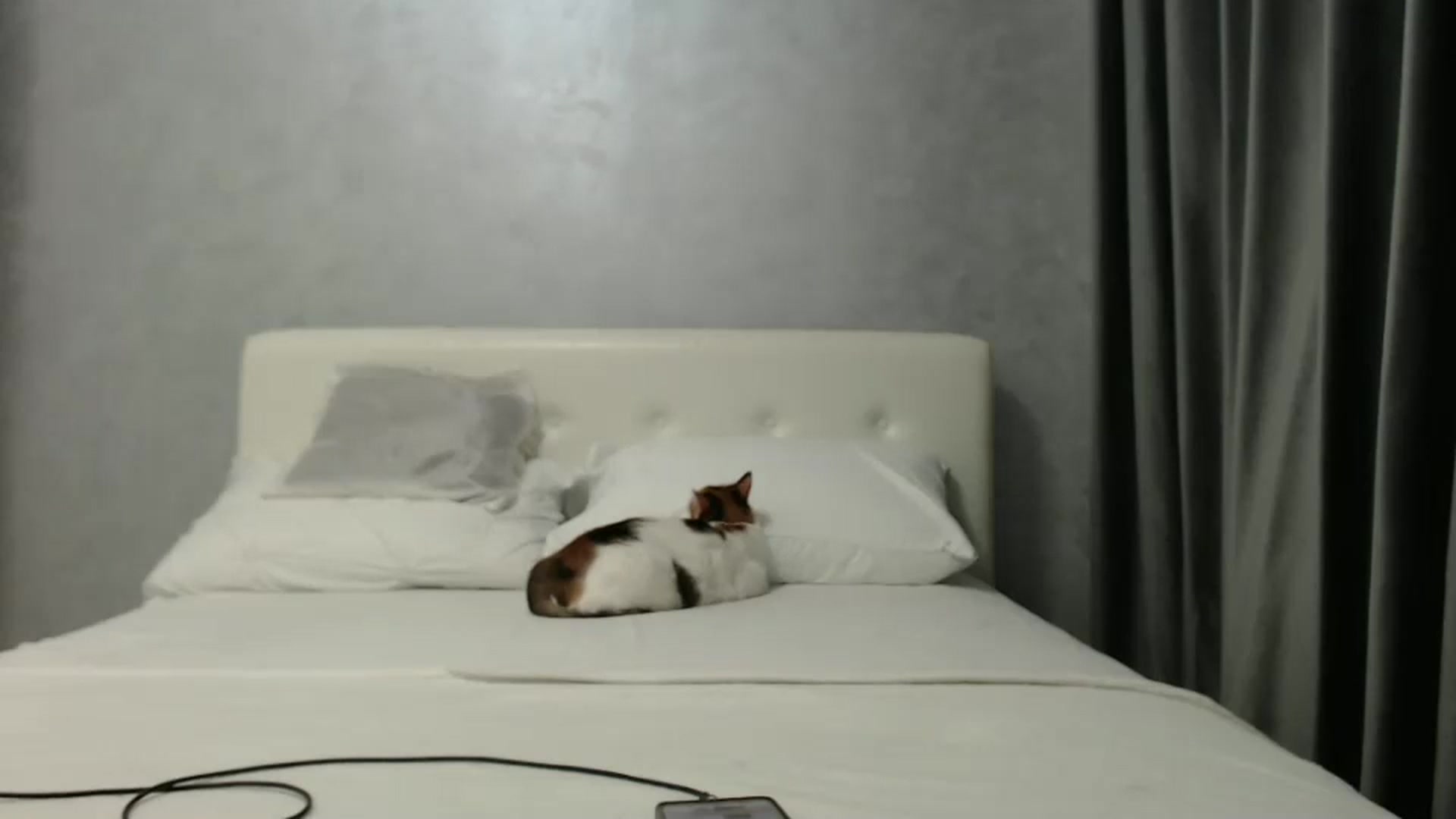 Gallery image thumbnail from Aahh_Emilia's myfreecams stream on, 03/15/2025, 16:10 image 17 of 20
