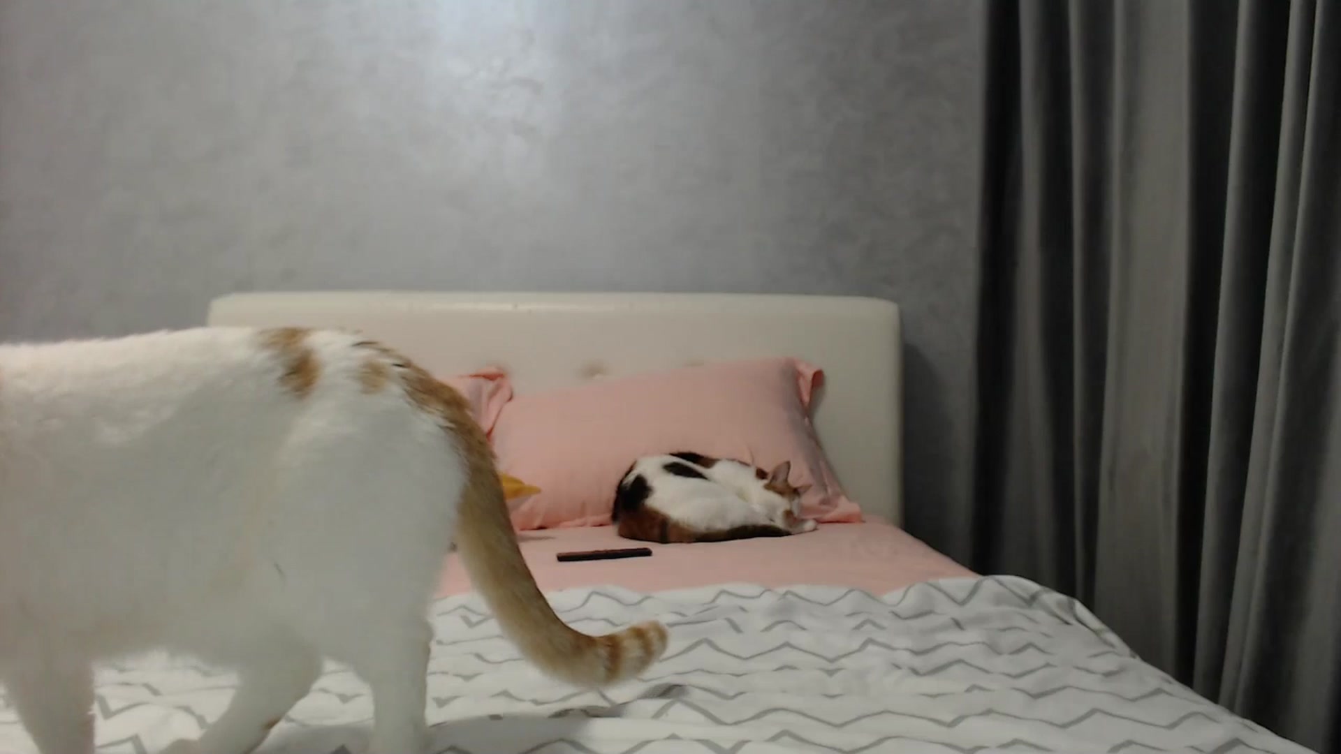 Gallery image thumbnail from Aahh_Emilia's myfreecams stream on, 03/20/2025, 16:34 image 14 of 20