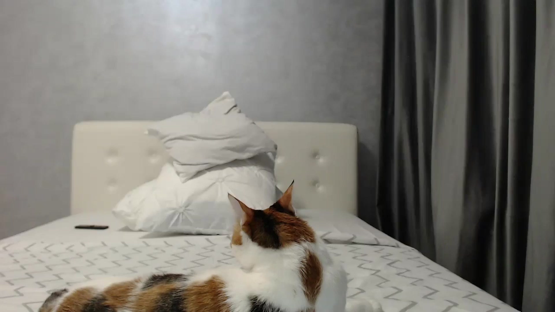 Gallery image thumbnail from Aahh_Emilia's myfreecams stream on, 03/24/2025, 18:43 image 18 of 20