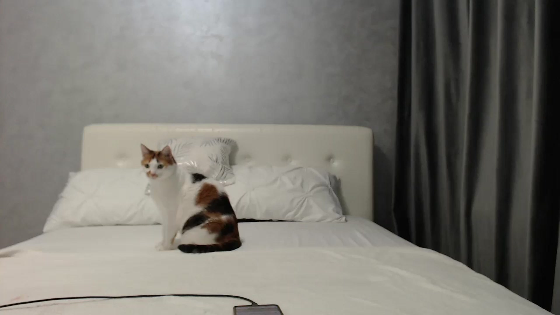 Gallery image thumbnail from Aahh_Emilia's myfreecams stream on, 03/25/2025, 16:37 image 17 of 20