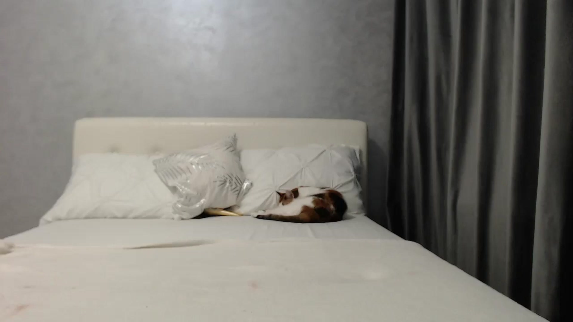 Gallery image thumbnail from Aahh_Emilia's myfreecams stream on, 03/26/2025, 16:46 image 16 of 20