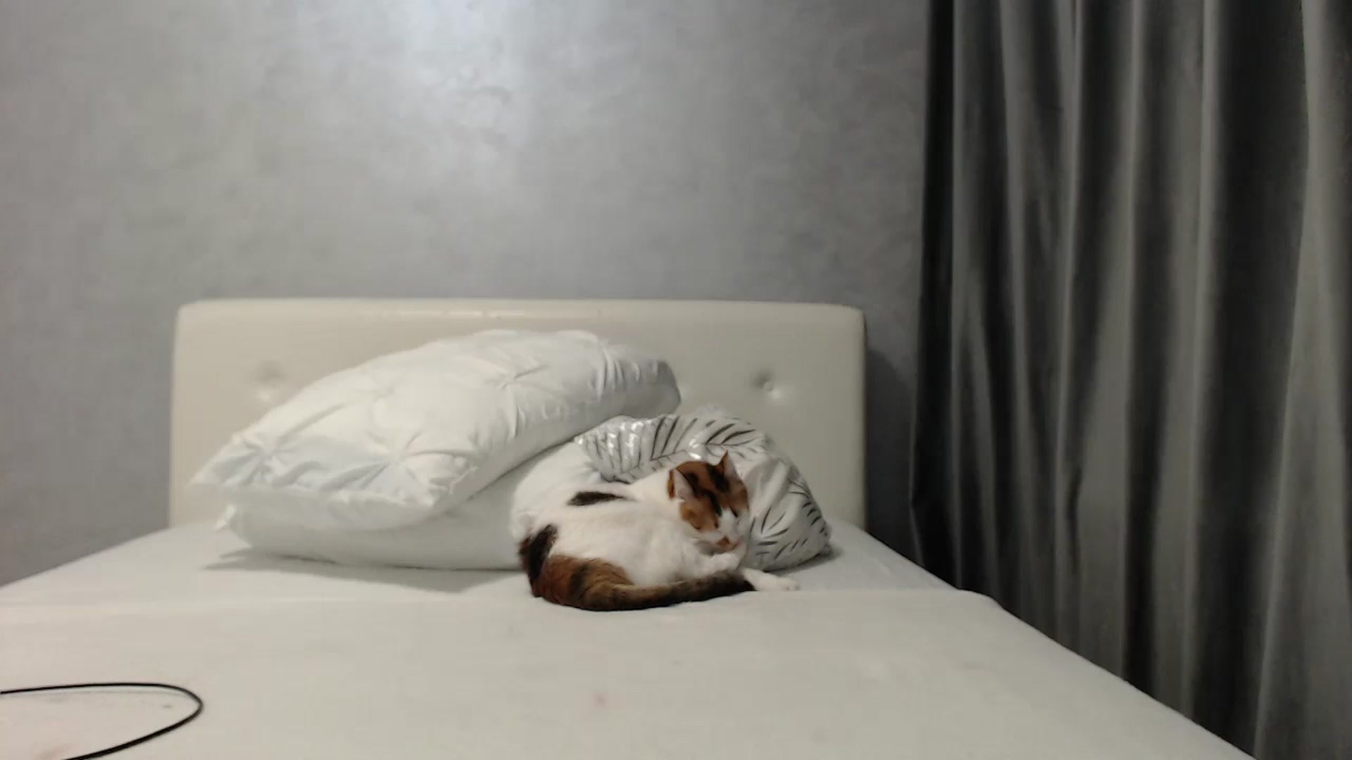 Gallery image thumbnail from Aahh_Emilia's myfreecams stream on, 03/26/2025, 18:24 image 1 of 20