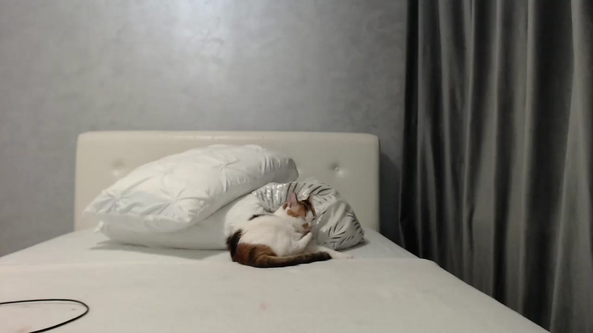 Gallery image thumbnail from Aahh_Emilia's myfreecams stream on, 03/26/2025, 18:24 image 3 of 20