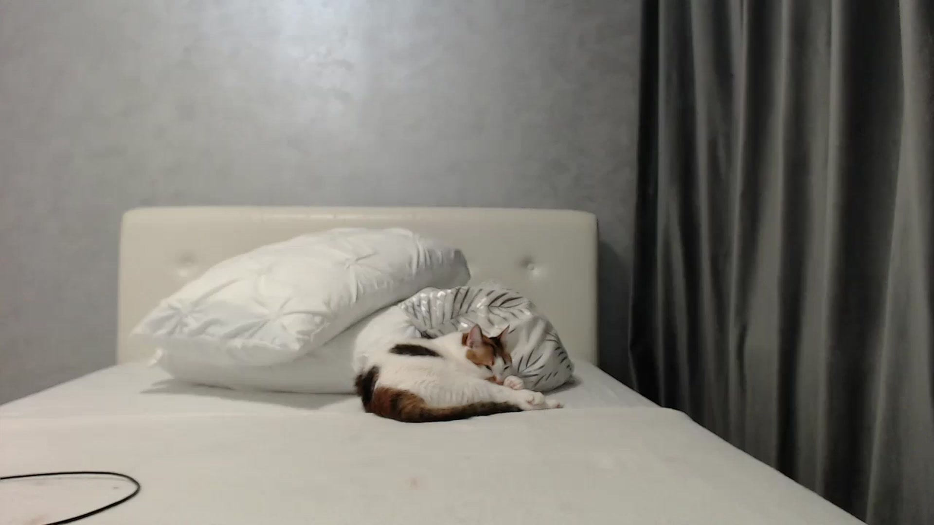 Gallery image thumbnail from Aahh_Emilia's myfreecams stream on, 03/26/2025, 18:24 image 4 of 20