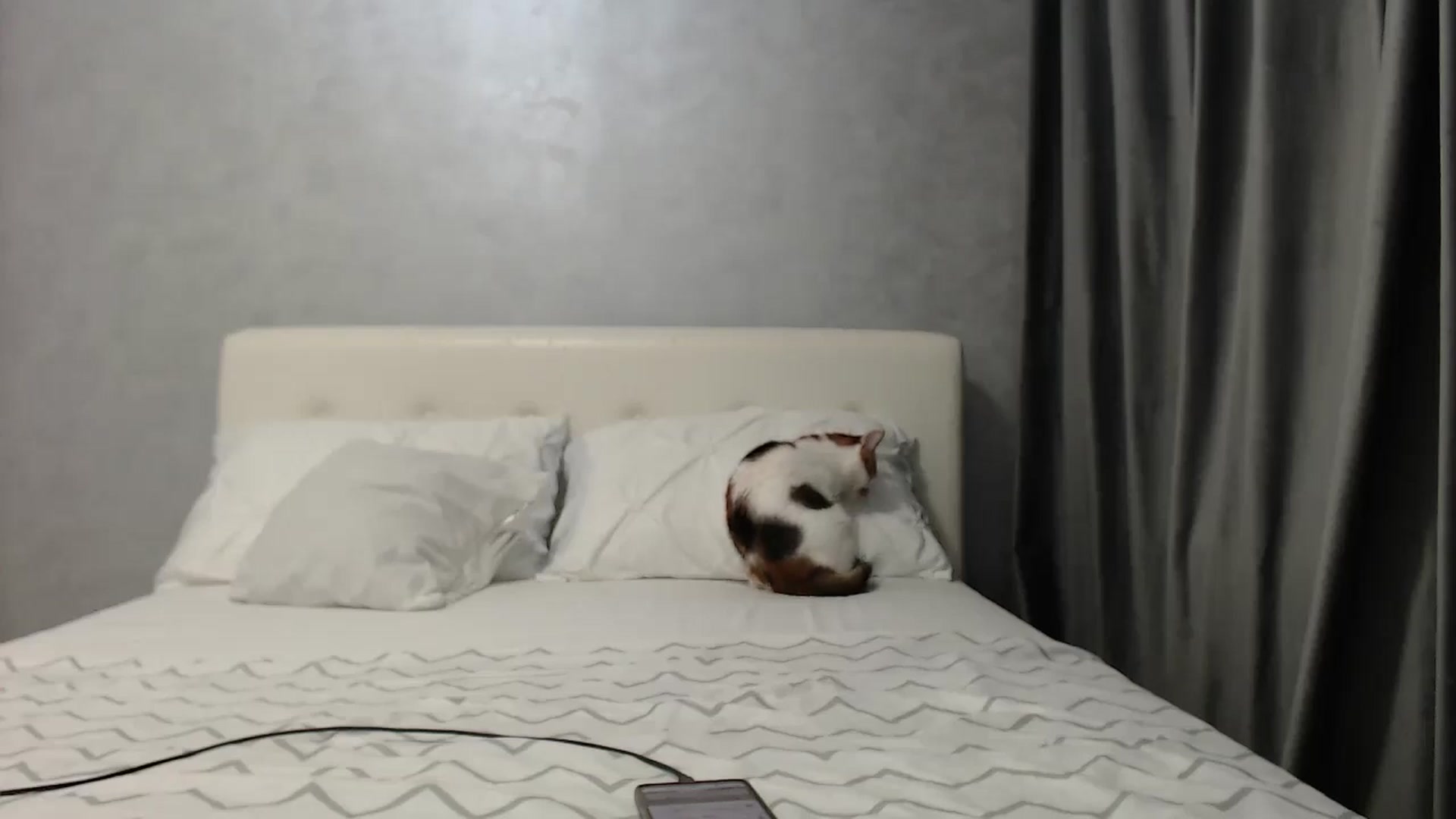 Gallery image thumbnail from Aahh_Emilia's myfreecams stream on, 03/27/2025, 16:01 image 13 of 20