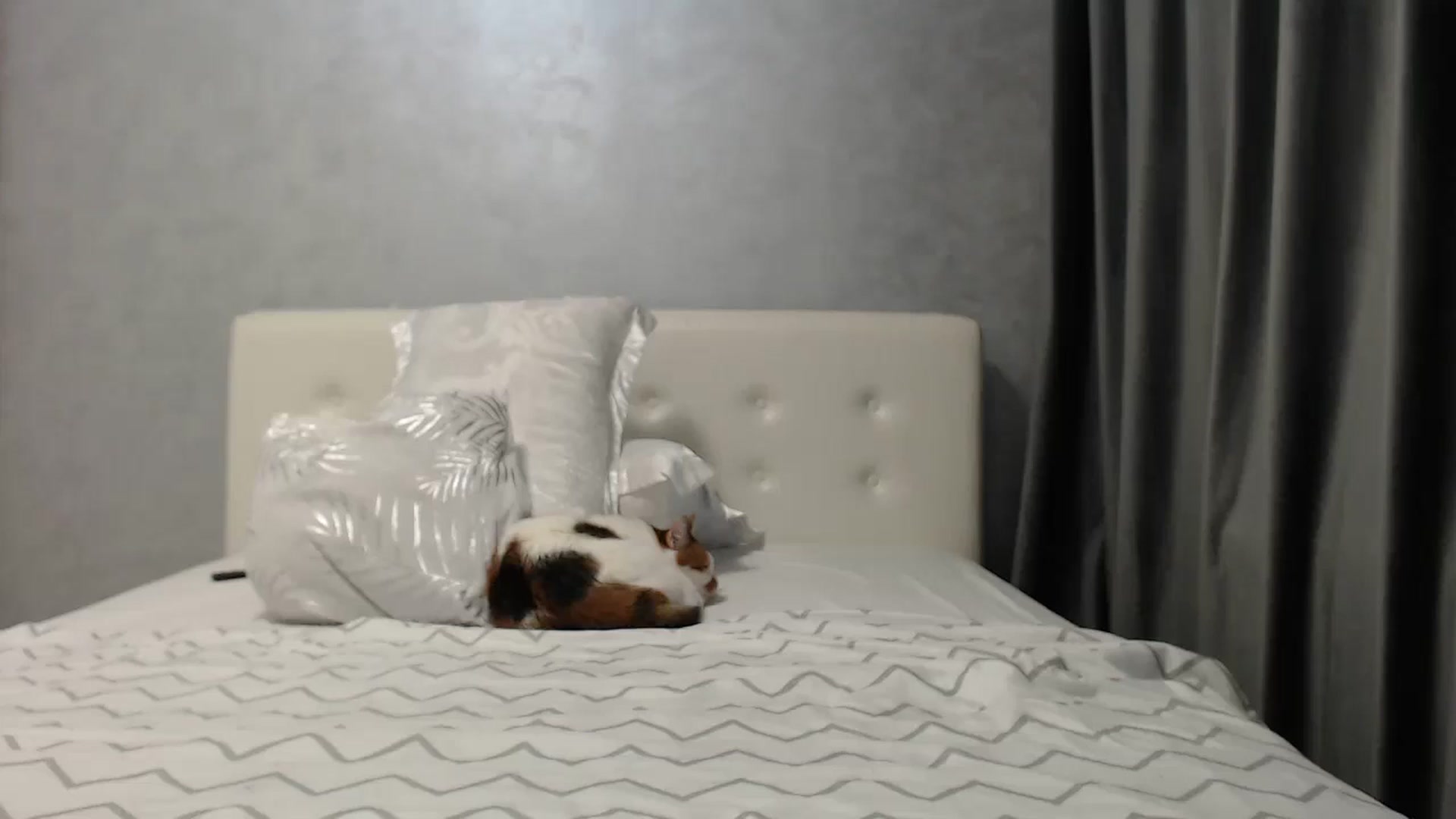 Gallery image thumbnail from Aahh_Emilia's myfreecams stream on, 04/13/2025, 17:59 image 14 of 20