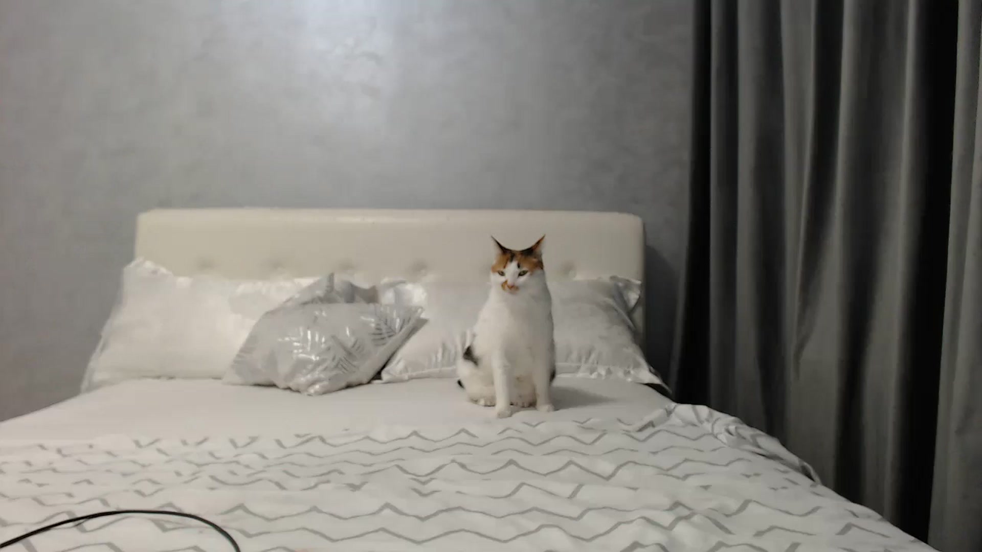 Gallery image thumbnail from Aahh_Emilia's myfreecams stream on, 04/19/2025, 17:01 image 11 of 20