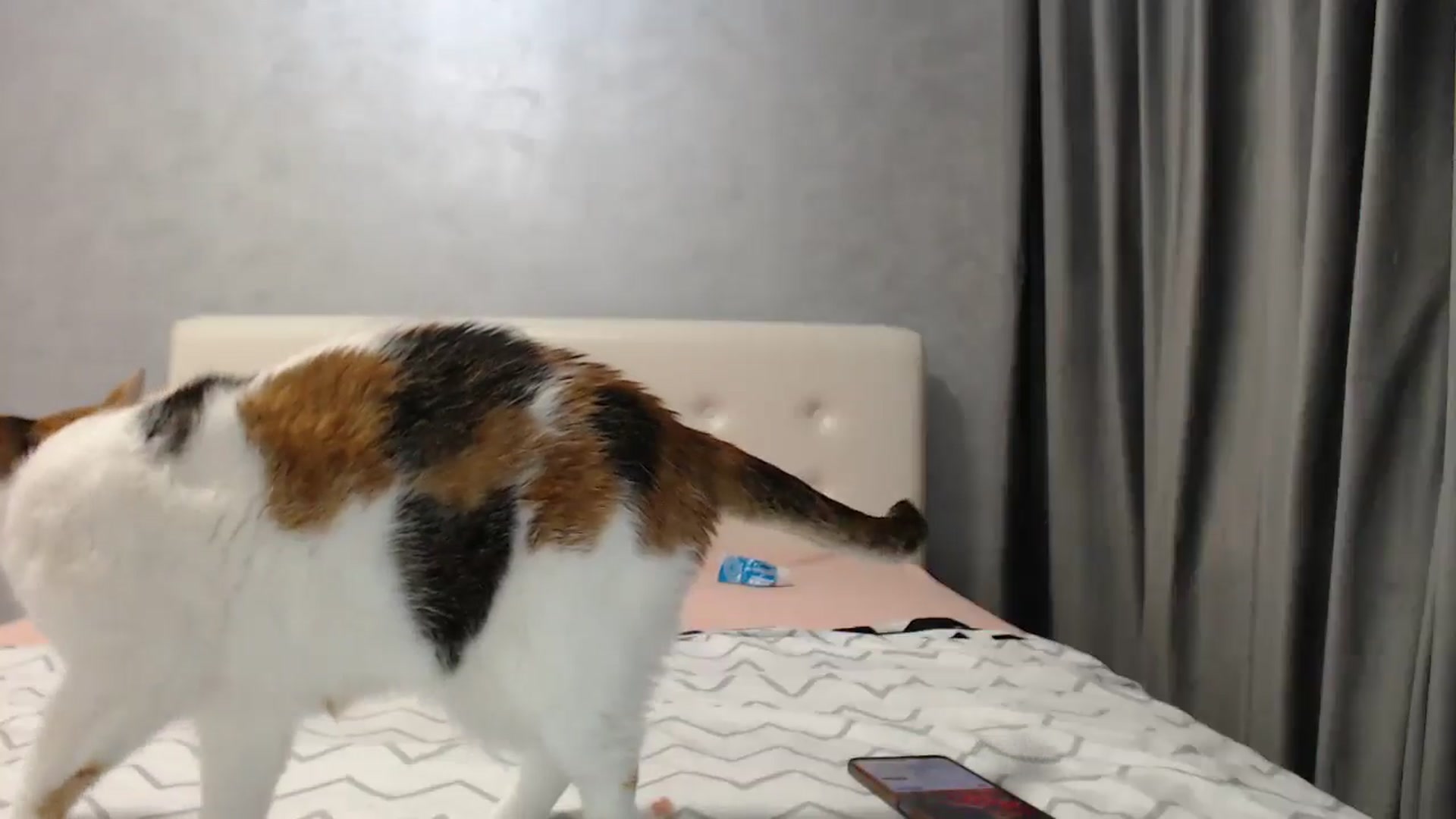 Gallery image thumbnail from Aahh_Emilia's myfreecams stream on, 04/30/2025, 18:13 image 14 of 20