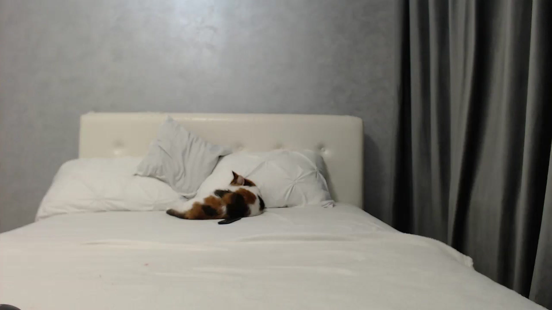 Gallery image thumbnail from Aahh_Emilia's myfreecams stream on, 05/04/2025, 17:20 image 13 of 20