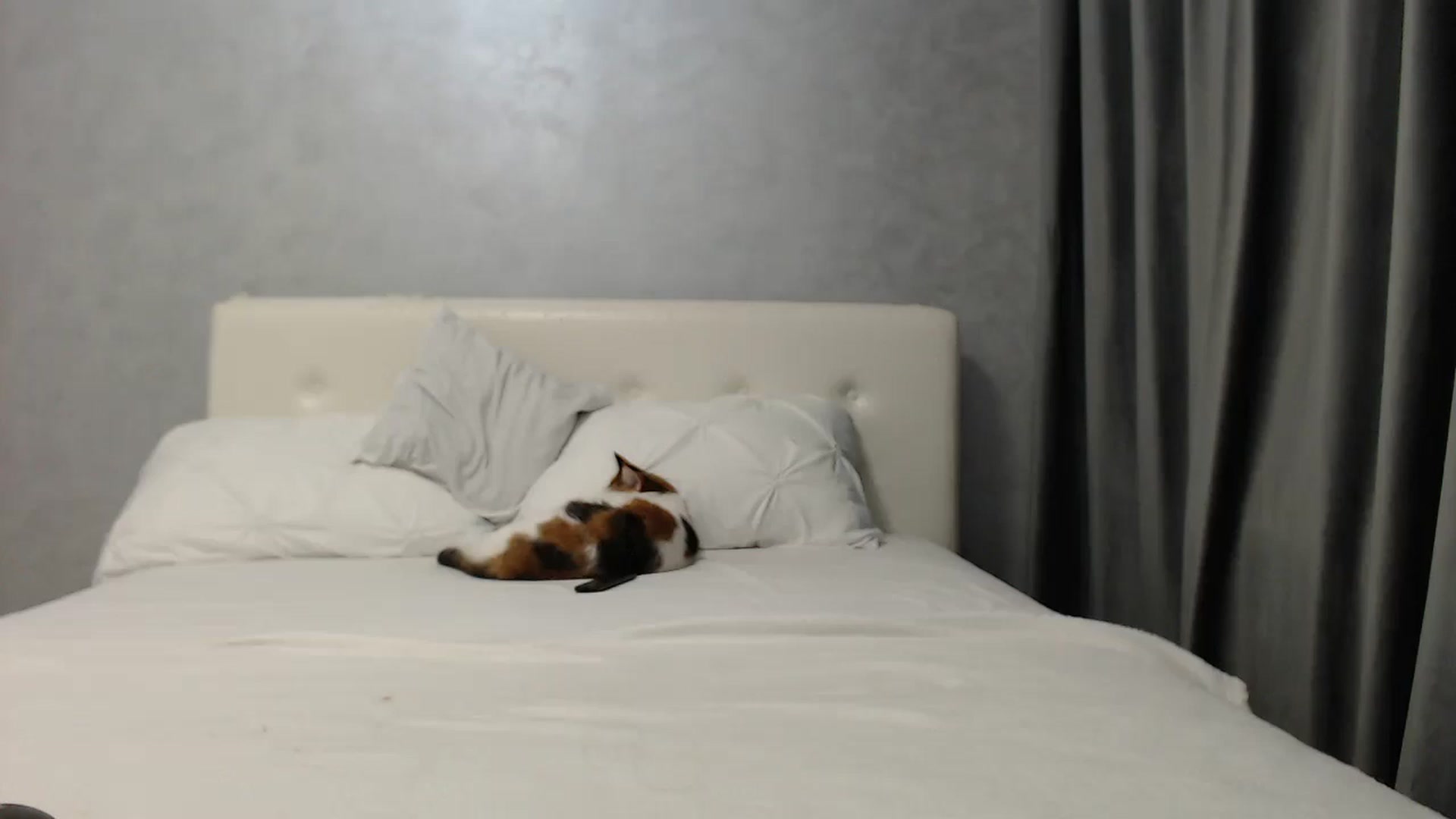 Gallery image thumbnail from Aahh_Emilia's myfreecams stream on, 05/04/2025, 17:20 image 14 of 20
